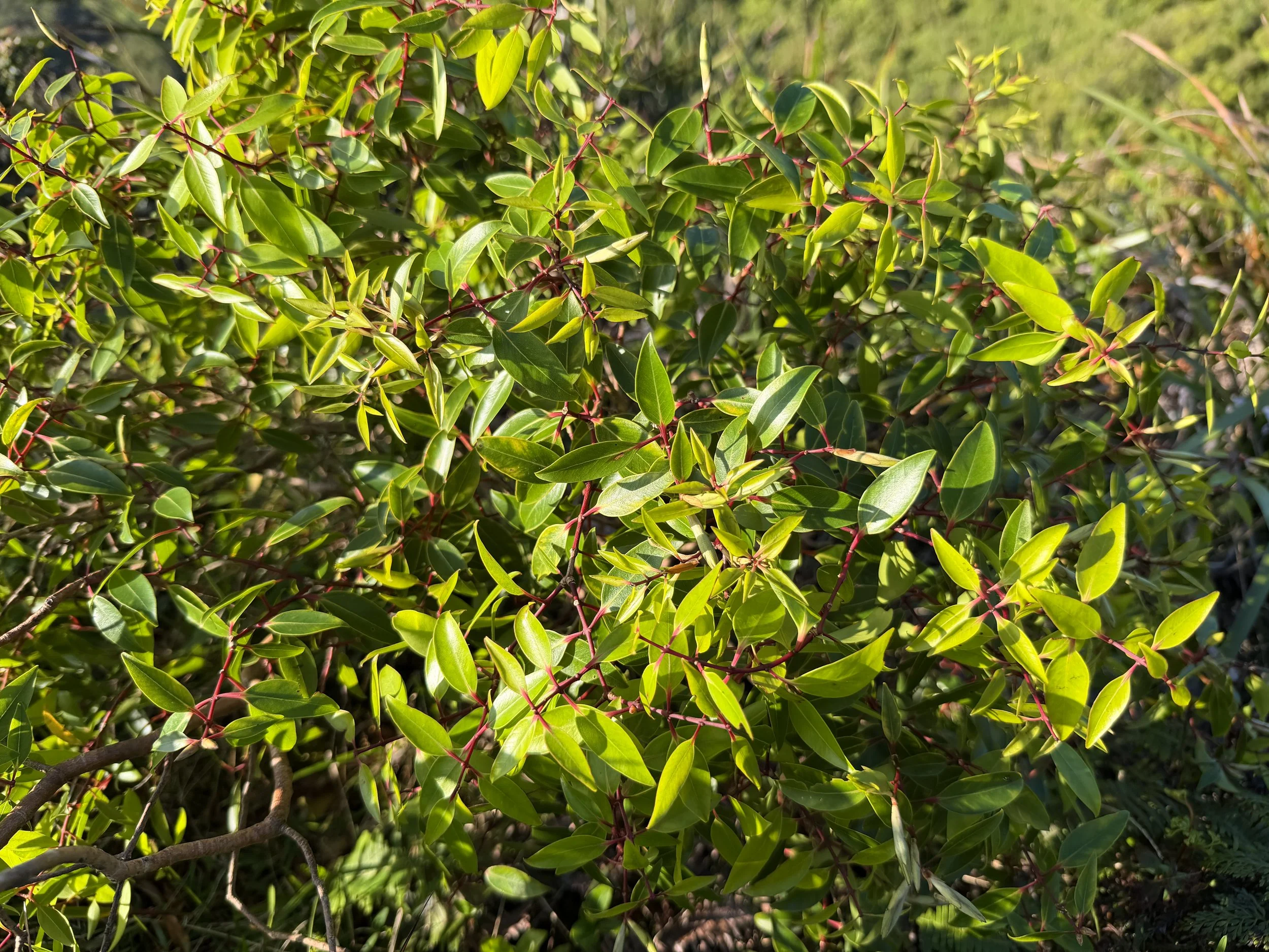 Ohia ahihi Metrosideros tremuloides