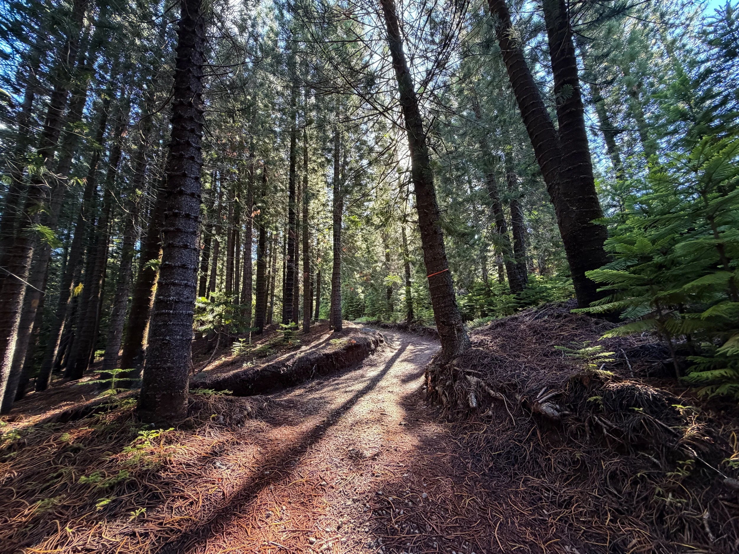 Peacock Flats Road to Mokuleia Trail Oahu Hawaii