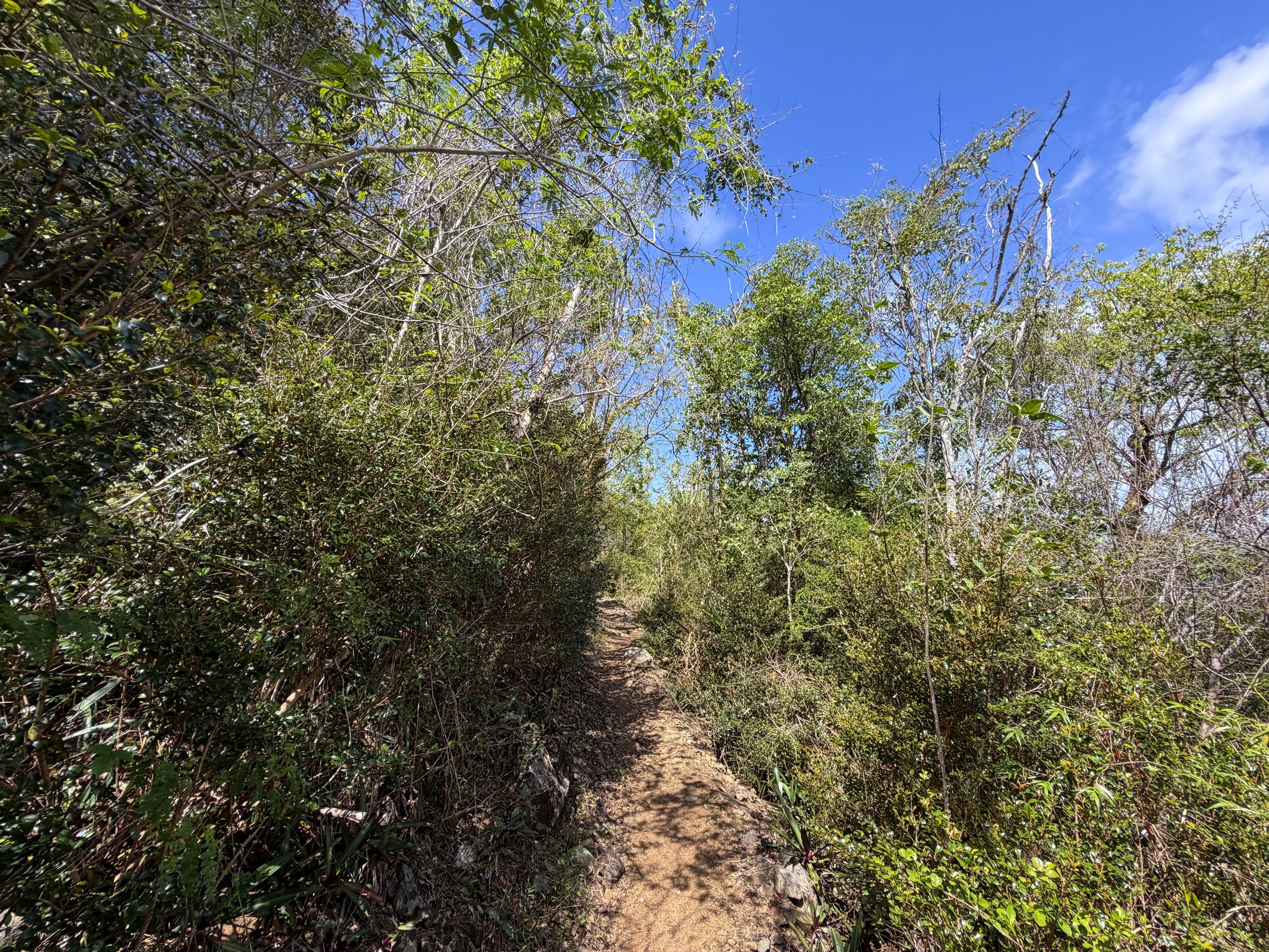 Upper Lind Point Hike Virgin Islands National Park