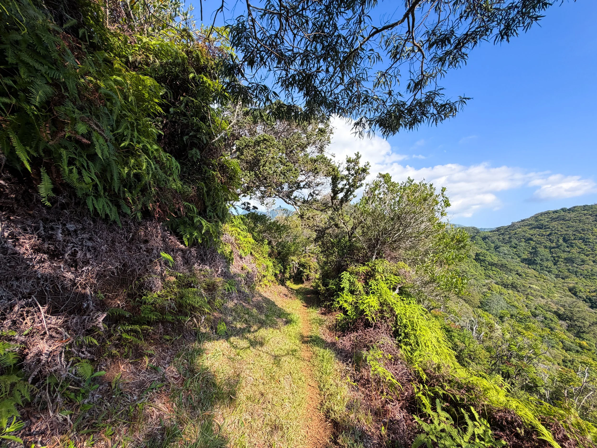Nuuanu Trail Oahu Hawaii