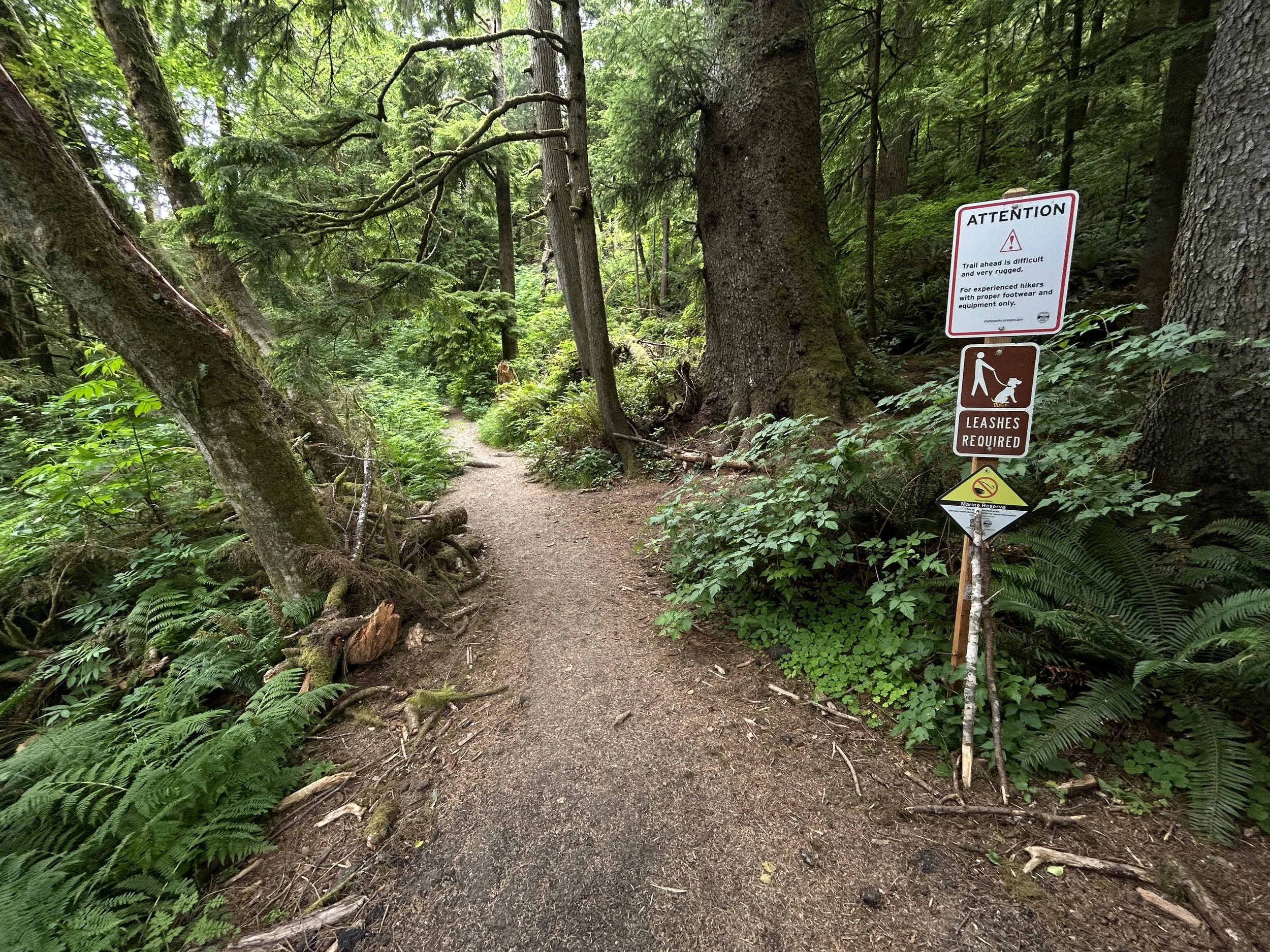 Hiking the Cape Falcon Trail on the Oregon Coast — noahawaii
