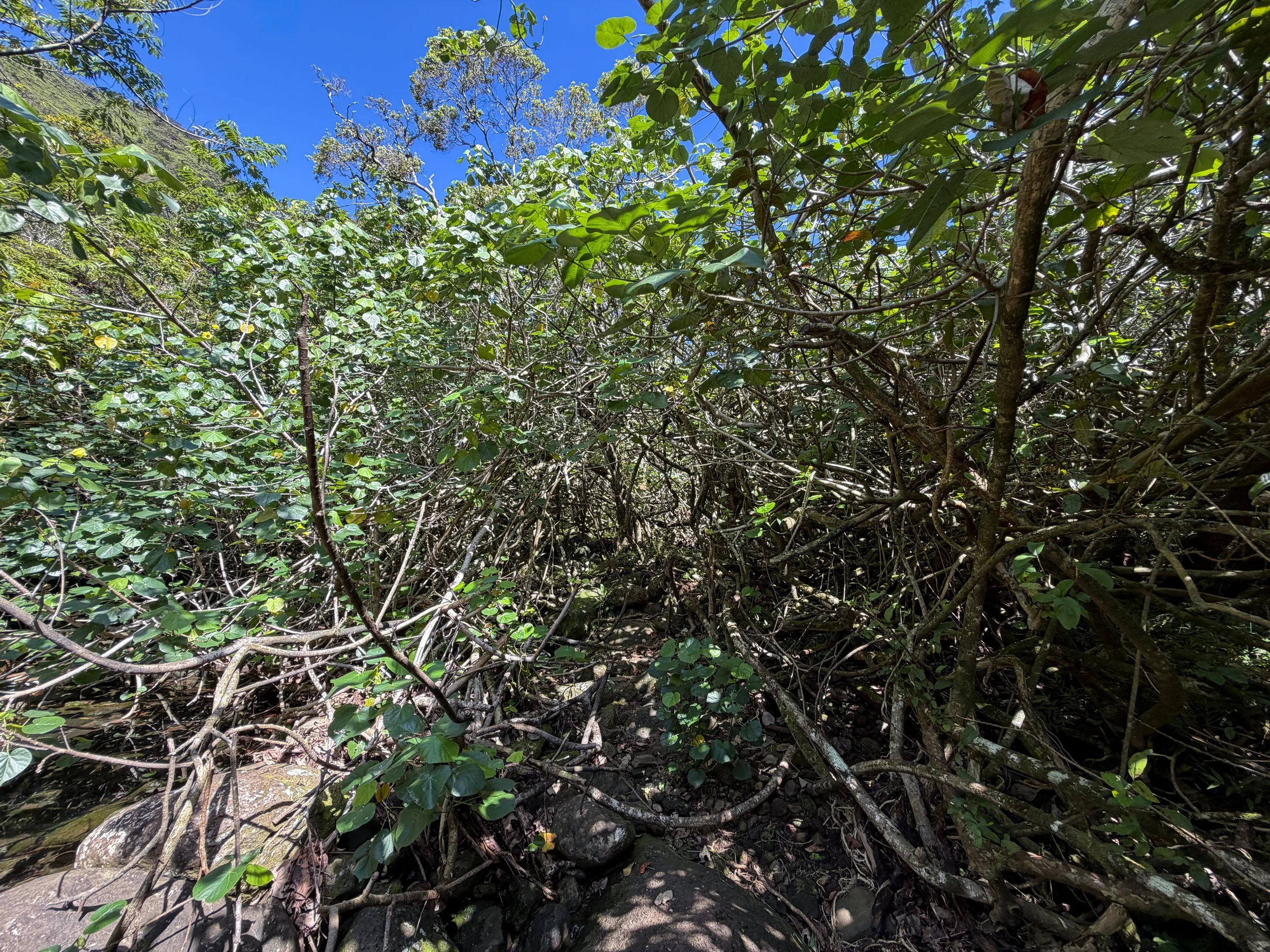 Kulanaahane Trail Oahu Hawaii