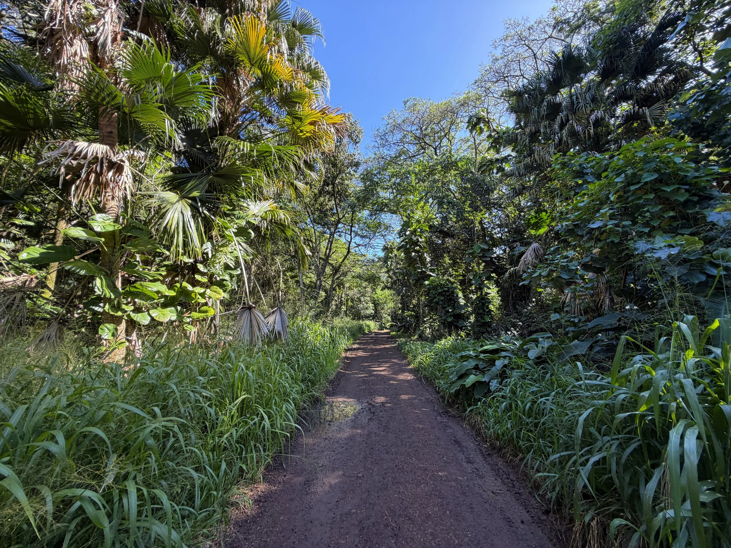 Tripler Ridge Trail via Moanalua Valley Oahu Hawaii