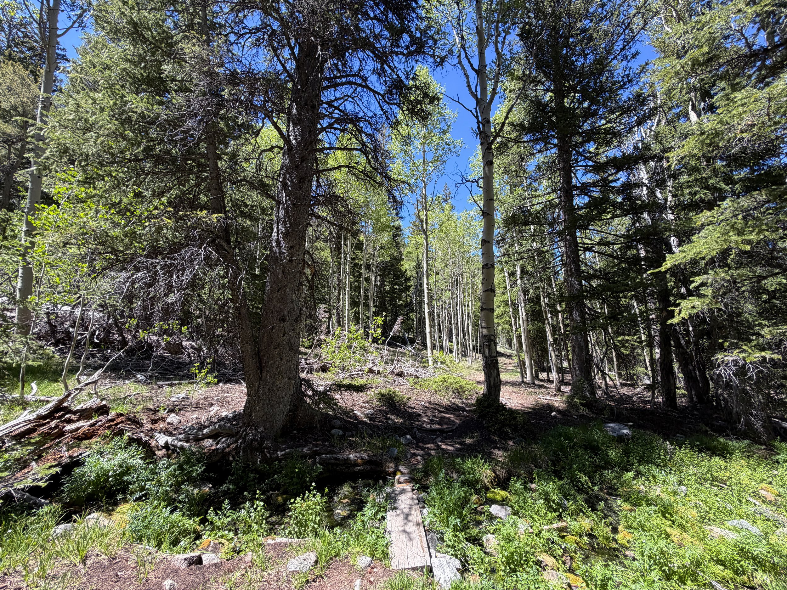 Timber Creek Loop Trail Great Basin National Park Nevada