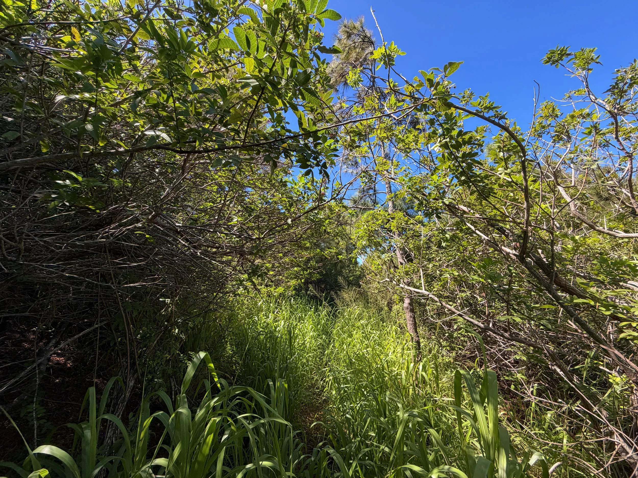 Kuaokala Trail Oahu Hawaii