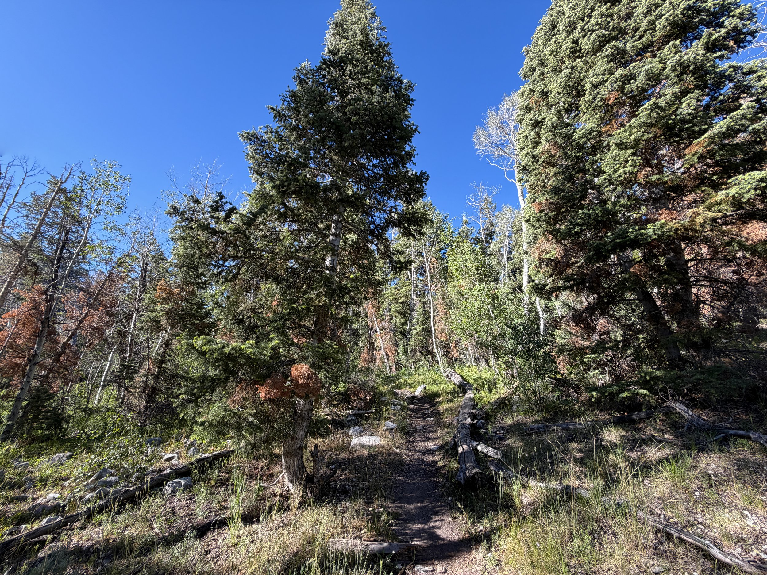 Baker Lake Trail Great Basin National Park Nevada