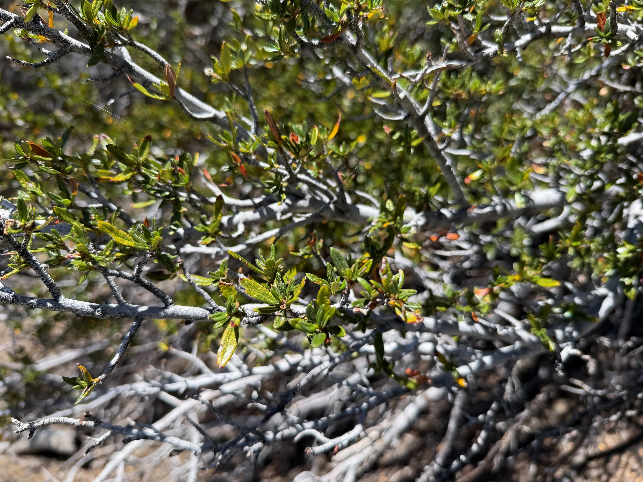 Curl-leaf Mountain-mahogany Cercocarpus ledifolius