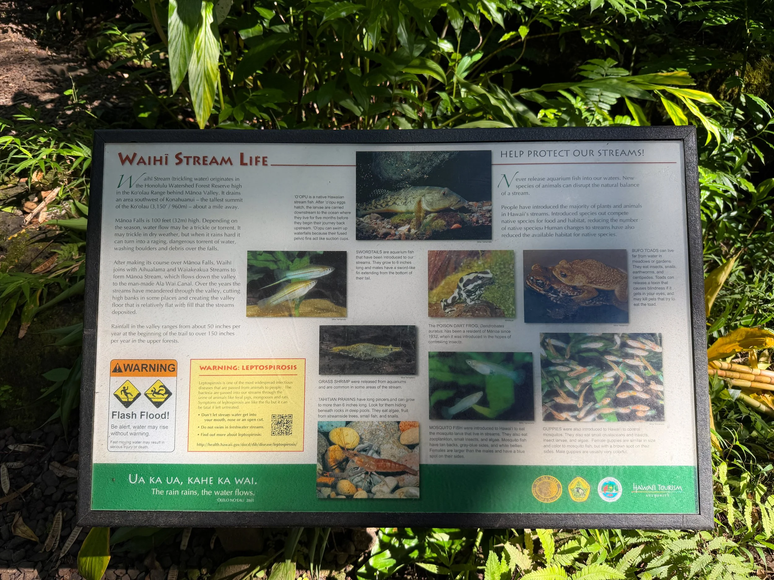 Manoa Falls Trail Oahu Hawaii