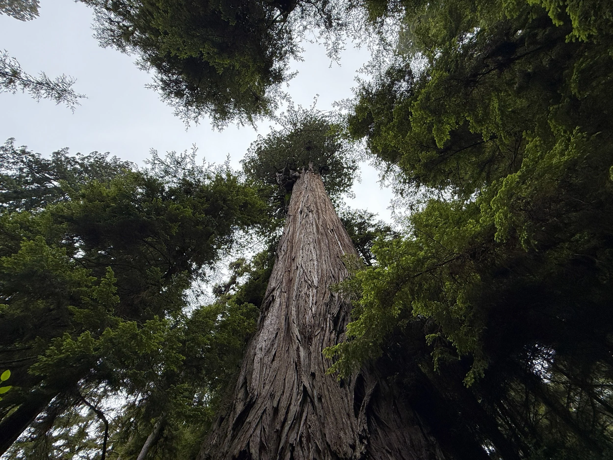 Coastal Redwood Sequoia sempervirens
