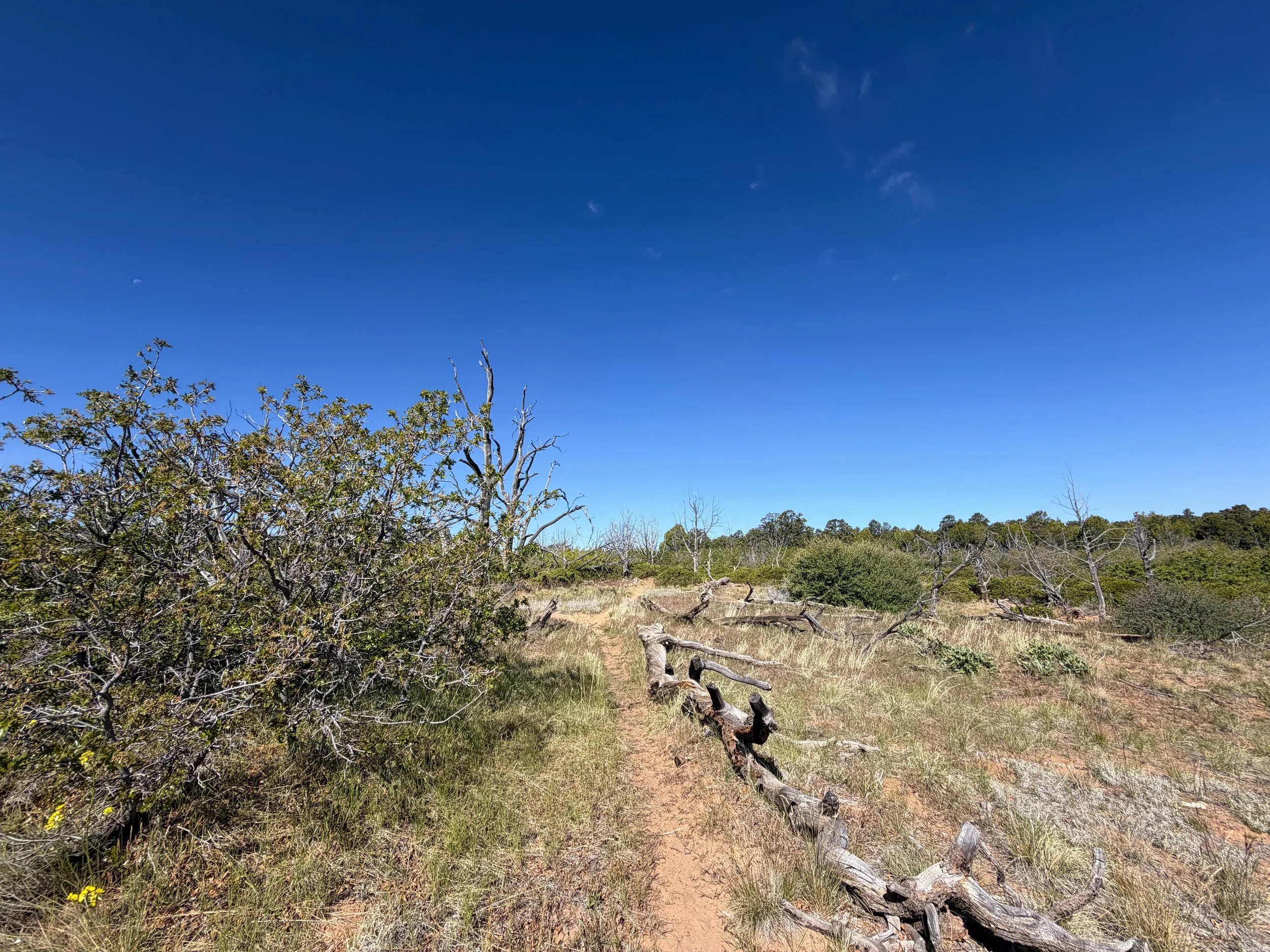 Deertrap Mountain Trail via East Rim Zion National Park Utah