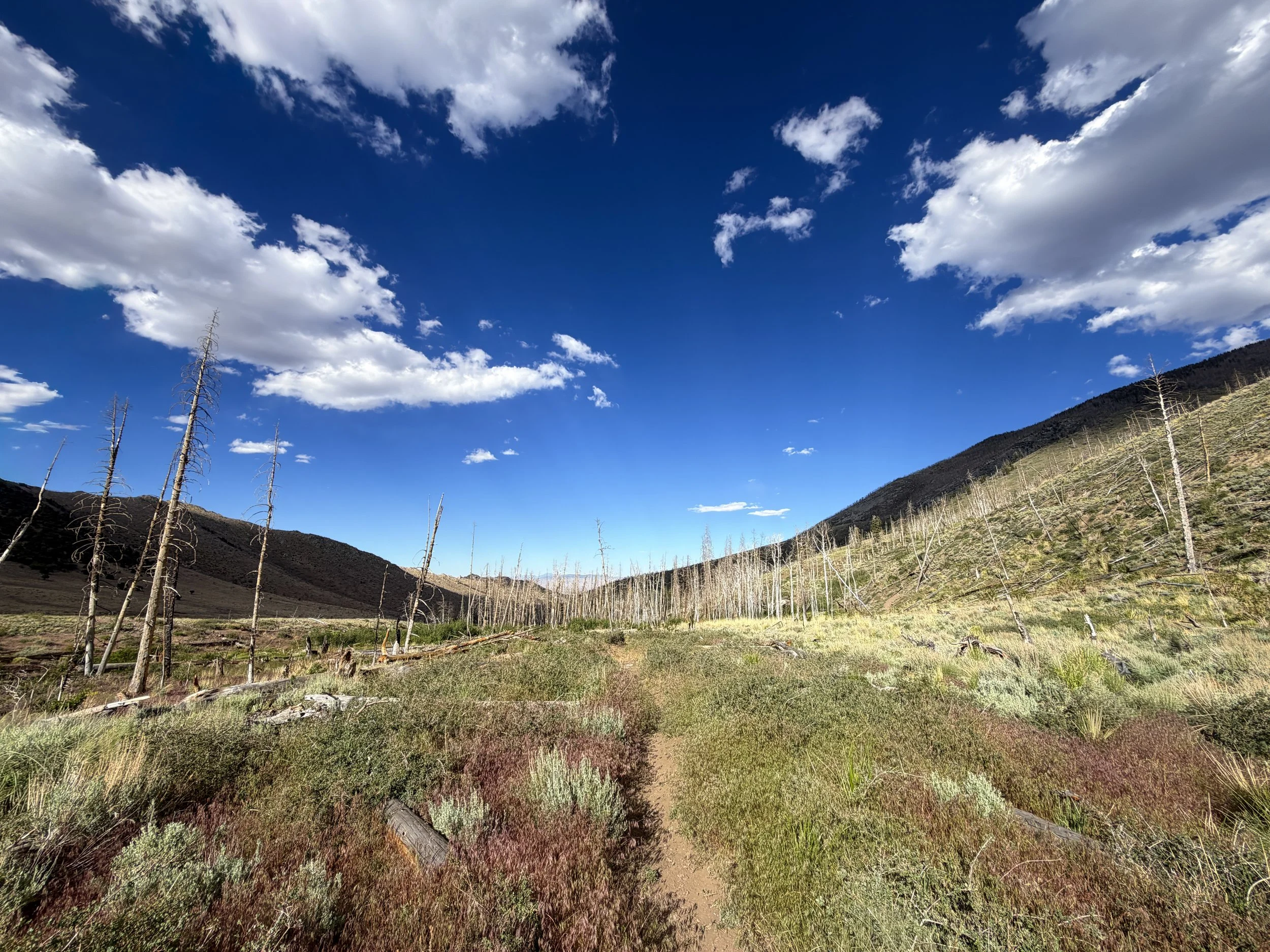 Sage Steppe Loop Trail Great Basin National Park Nevada