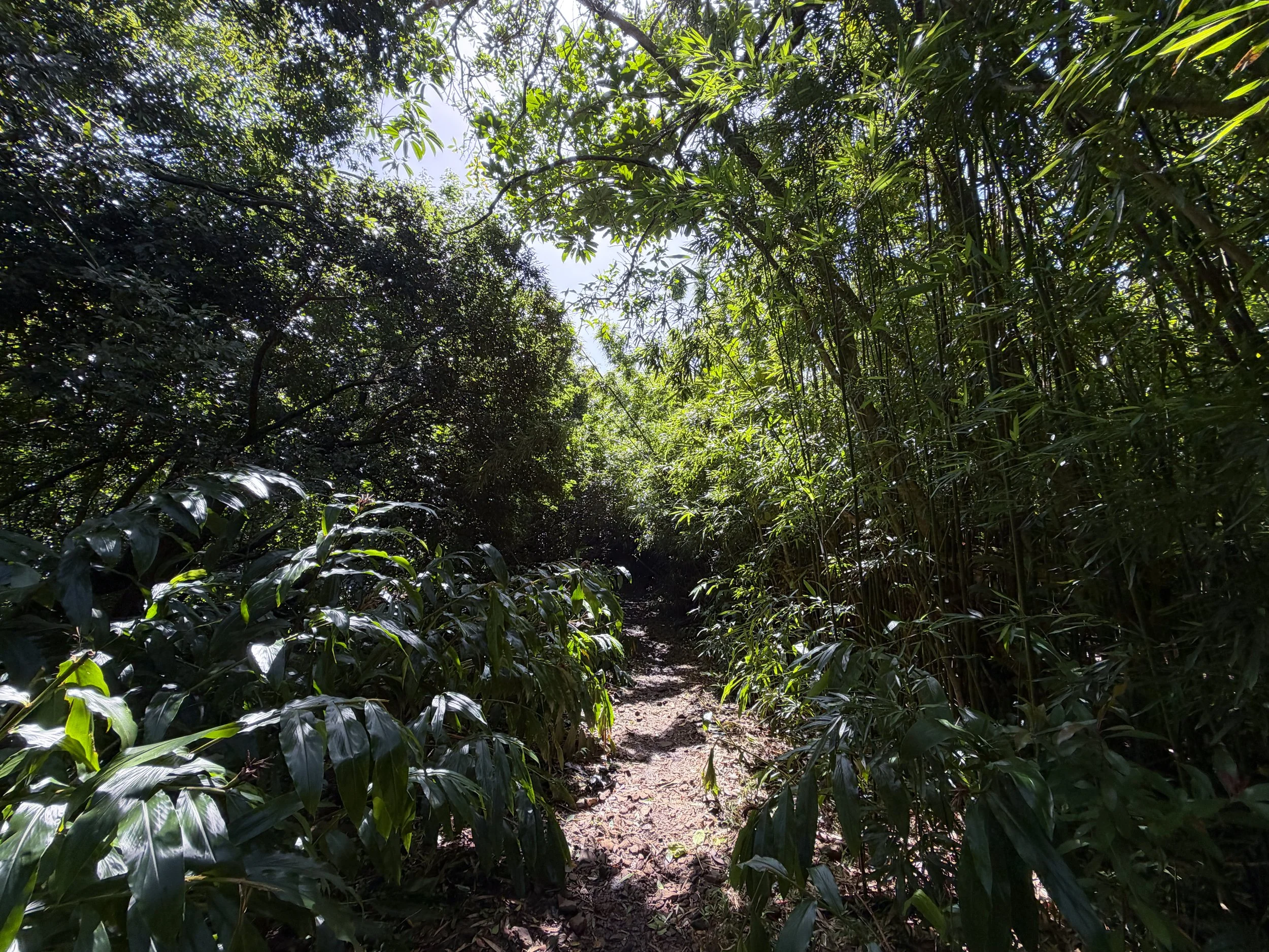 Lulumahu Falls Trail Oahu Hawaii