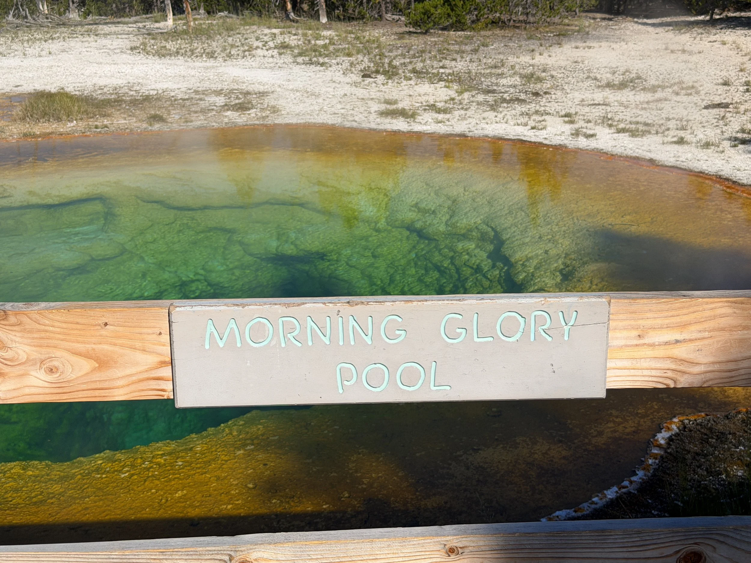 Morning Glory Pool Yellowstone National Park Wyoming