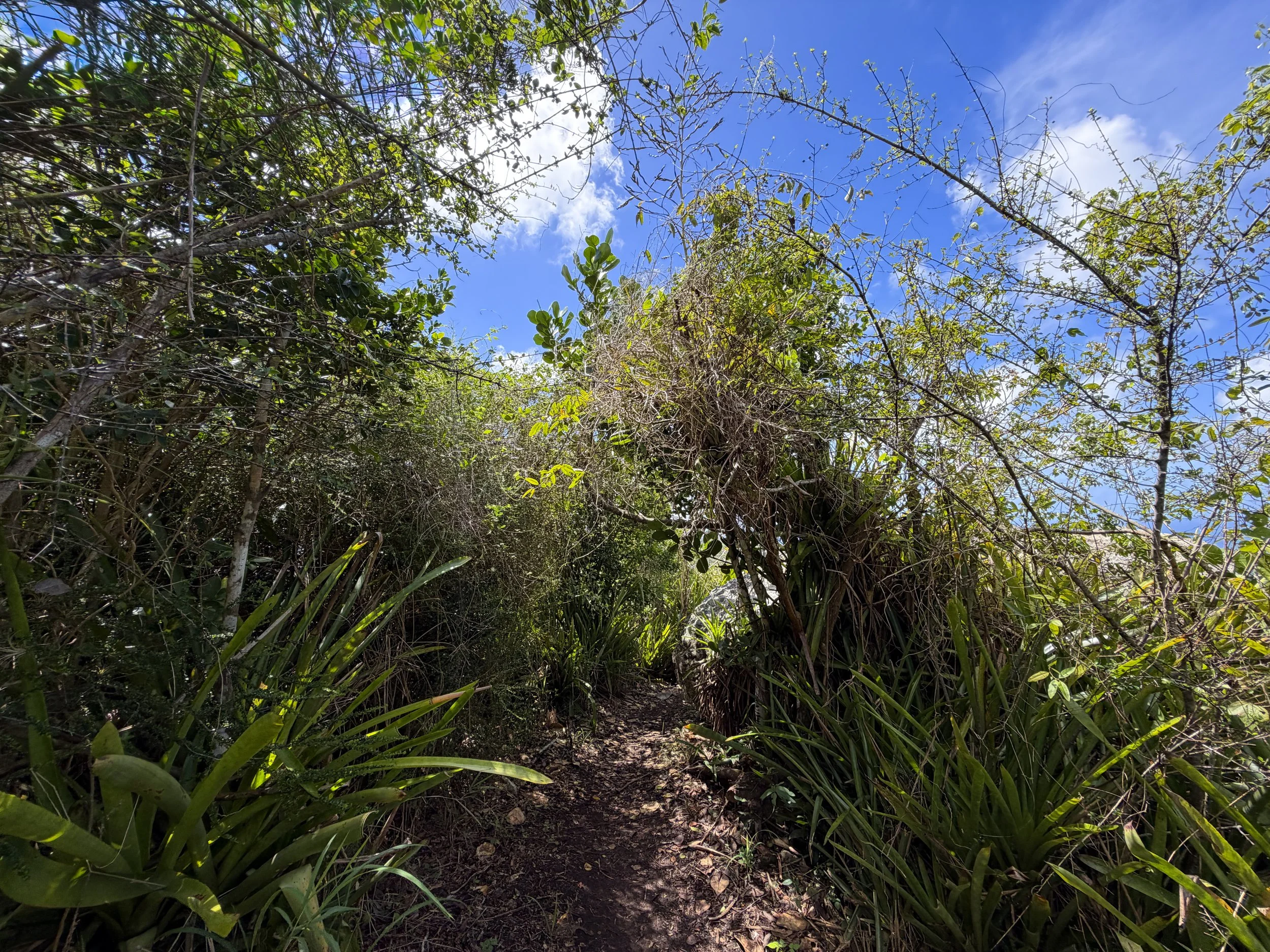 Caneel Hill Trail Virgin Islands National Park