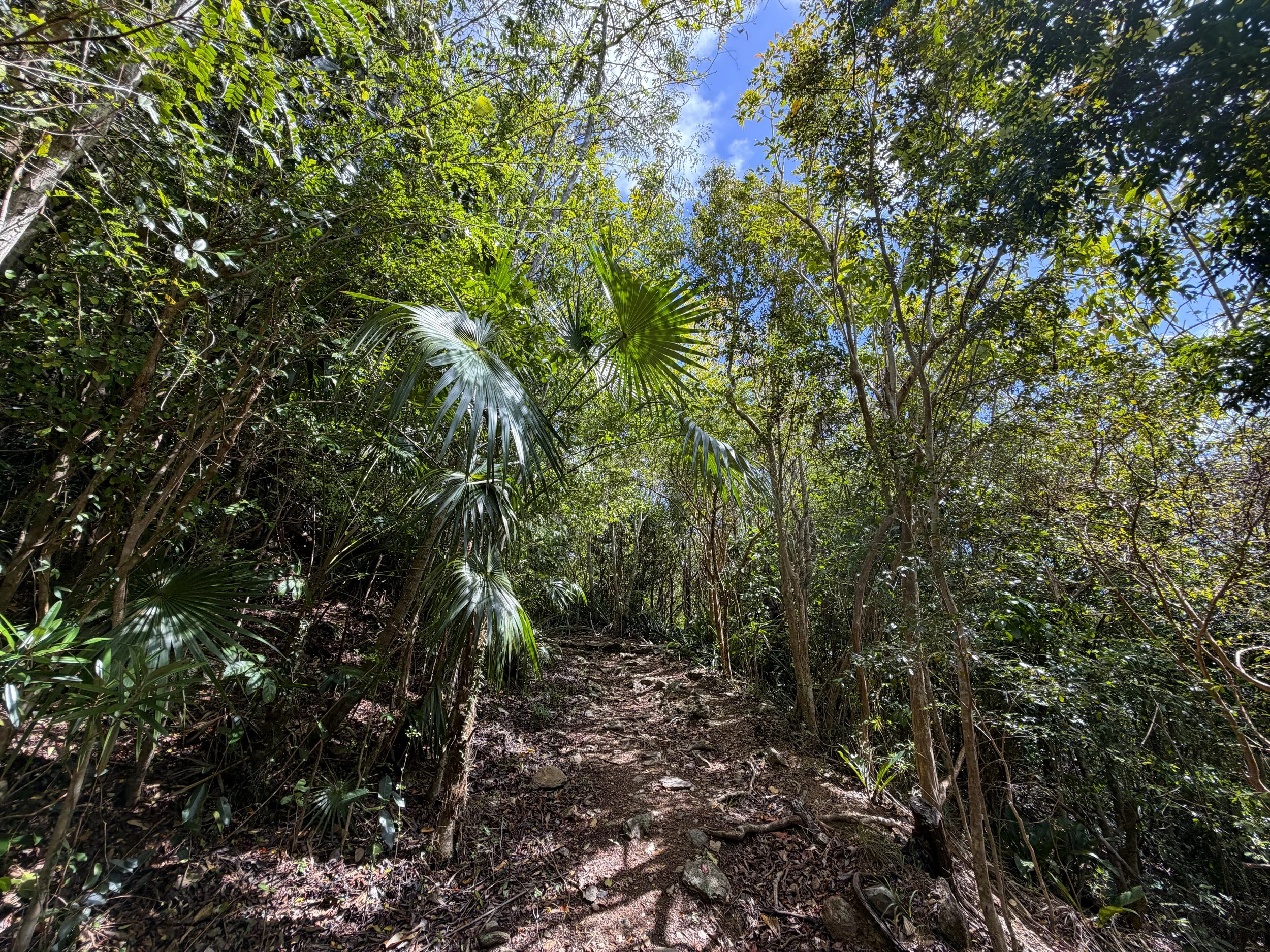 Bordeaux Mountain Trail Virgin Islands National Park