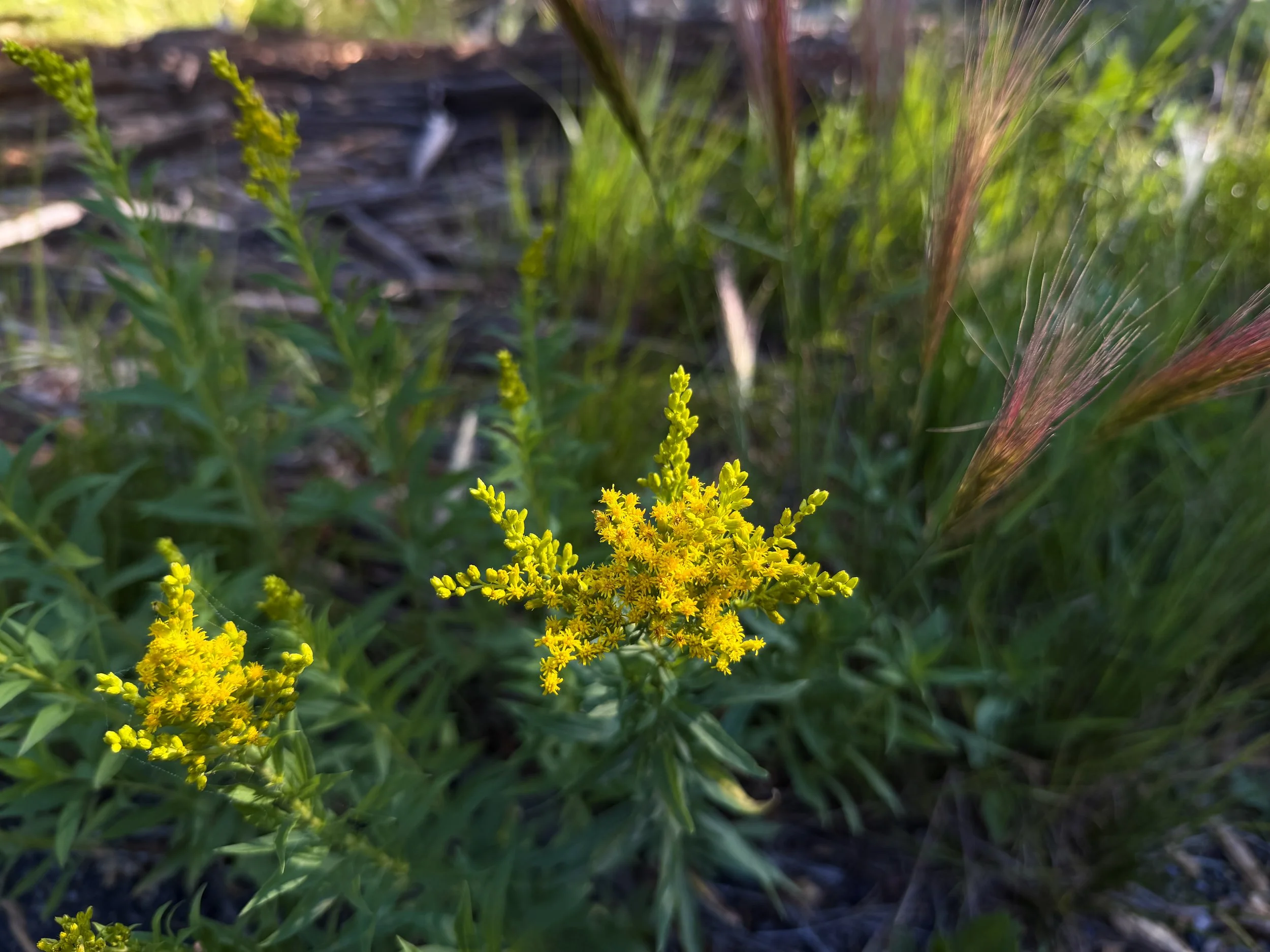Rocky Mountain Goldenrod Solidago multiradiata