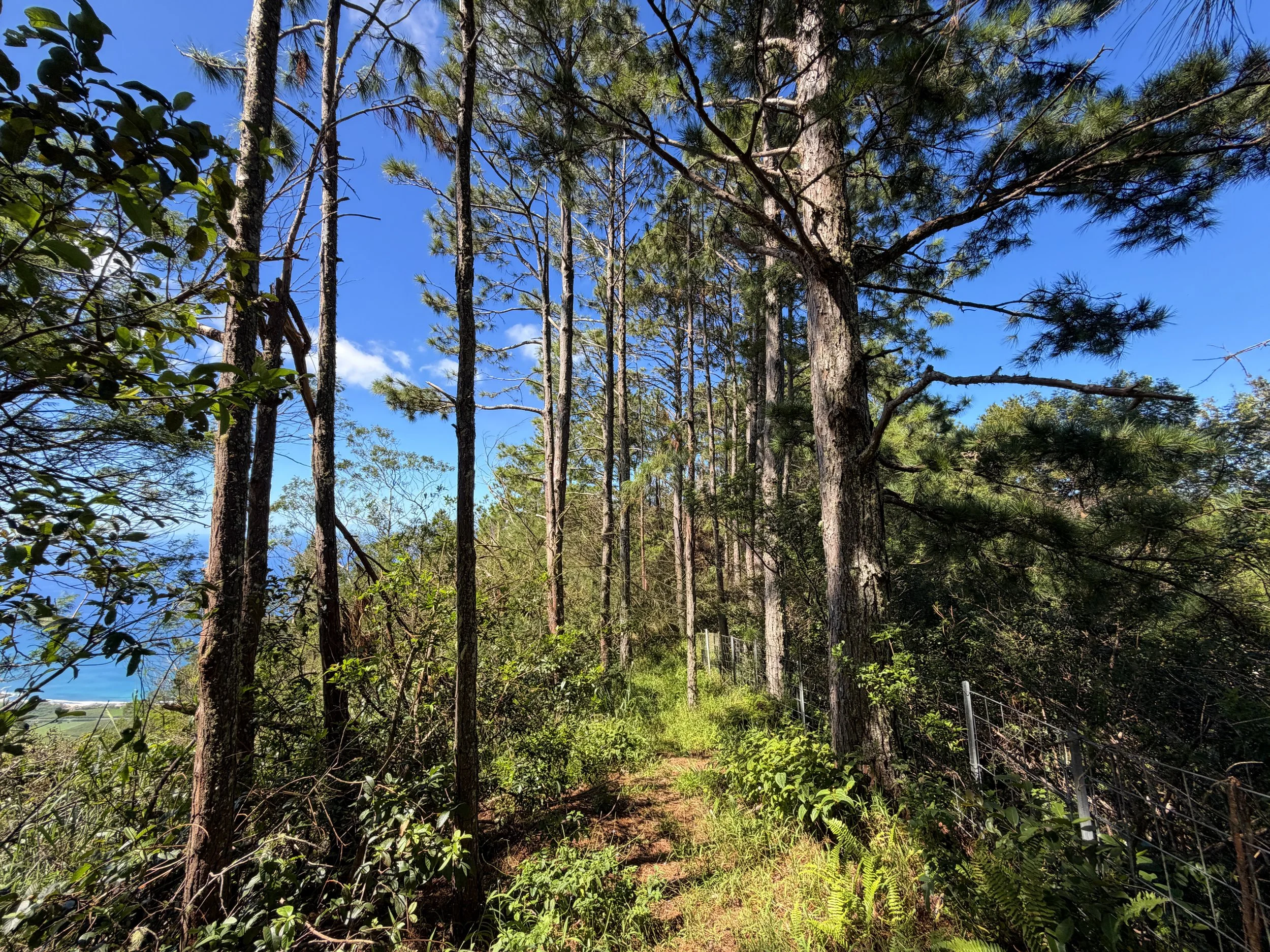 Kuaokala Trail Oahu Hawaii