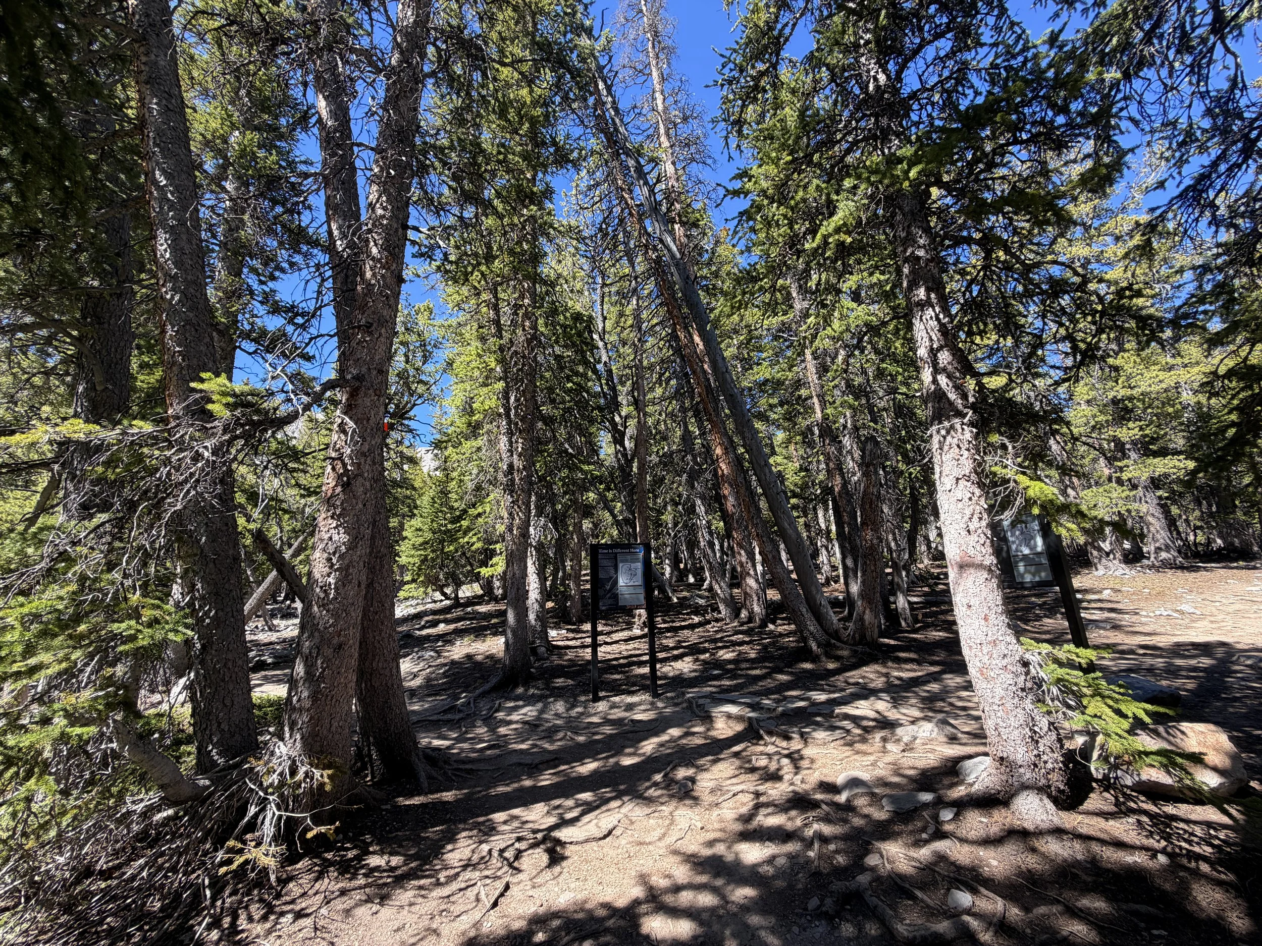 Alpine Lakes Loop Trail Great Basin National Park Nevada