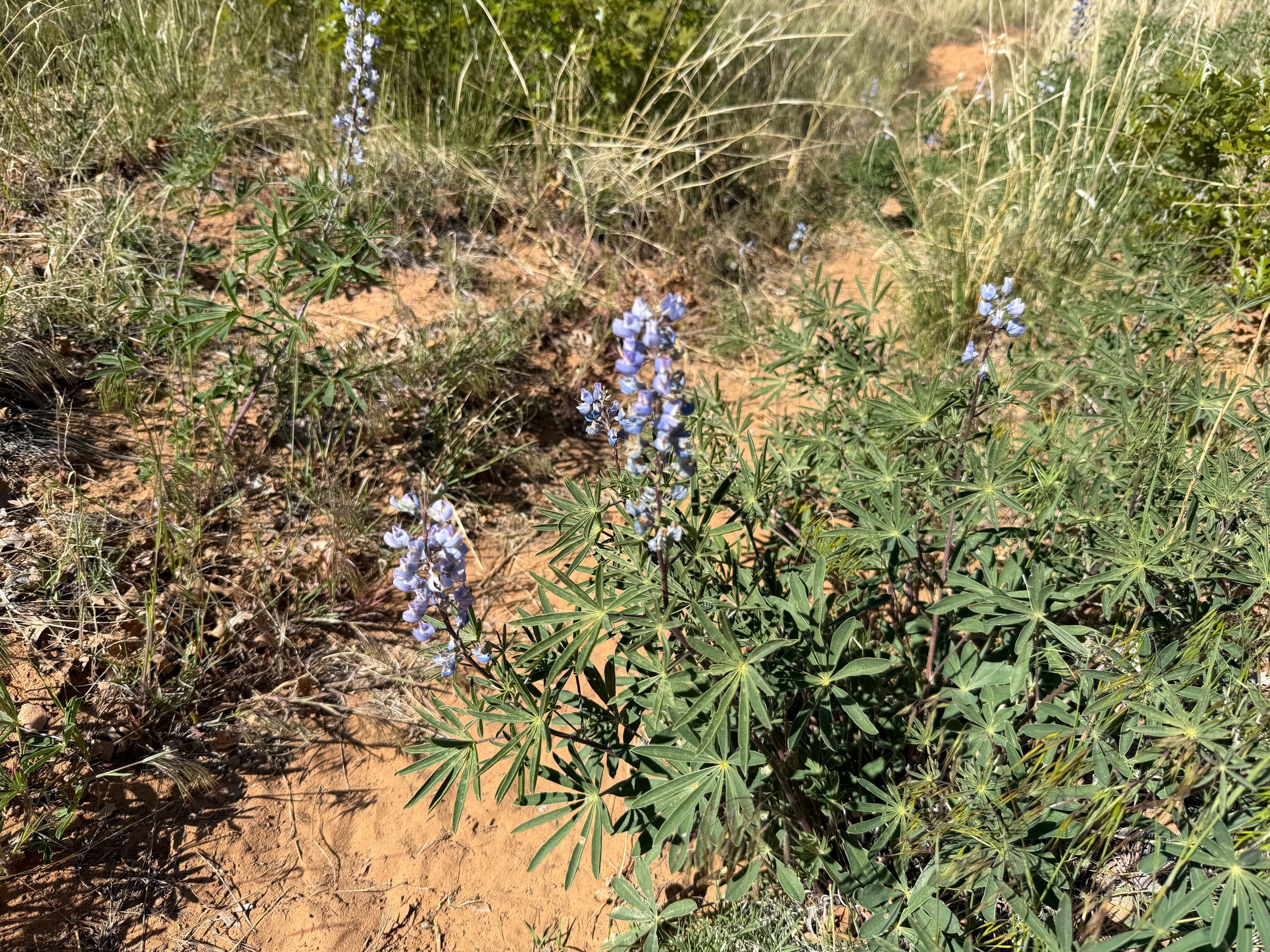 Silvery Lupine Lupinus argenteus
