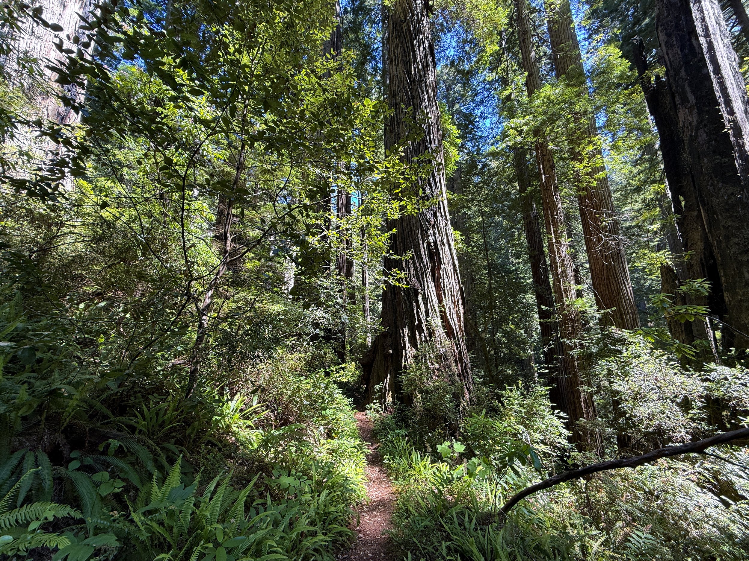 Ten Taypo Trail Prairie Creek Redwoods State Park California