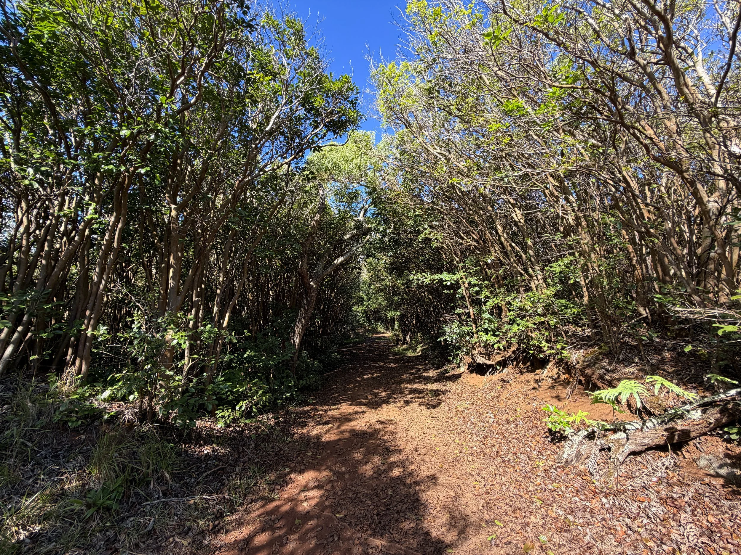 Wiliwilinui Ridge Hike Oahu Hawaii