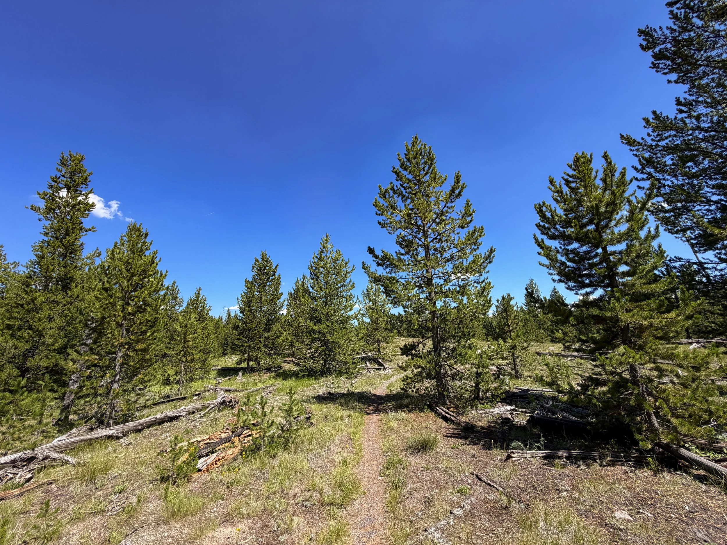 Fern Cascades Loop Trail Yellowstone National Park Wyoming