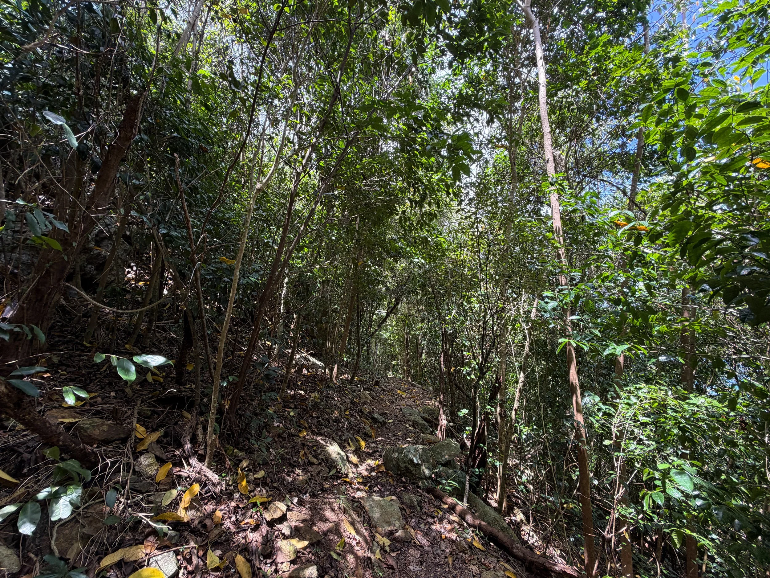 Maria Hope Trail Virgin Islands National Park