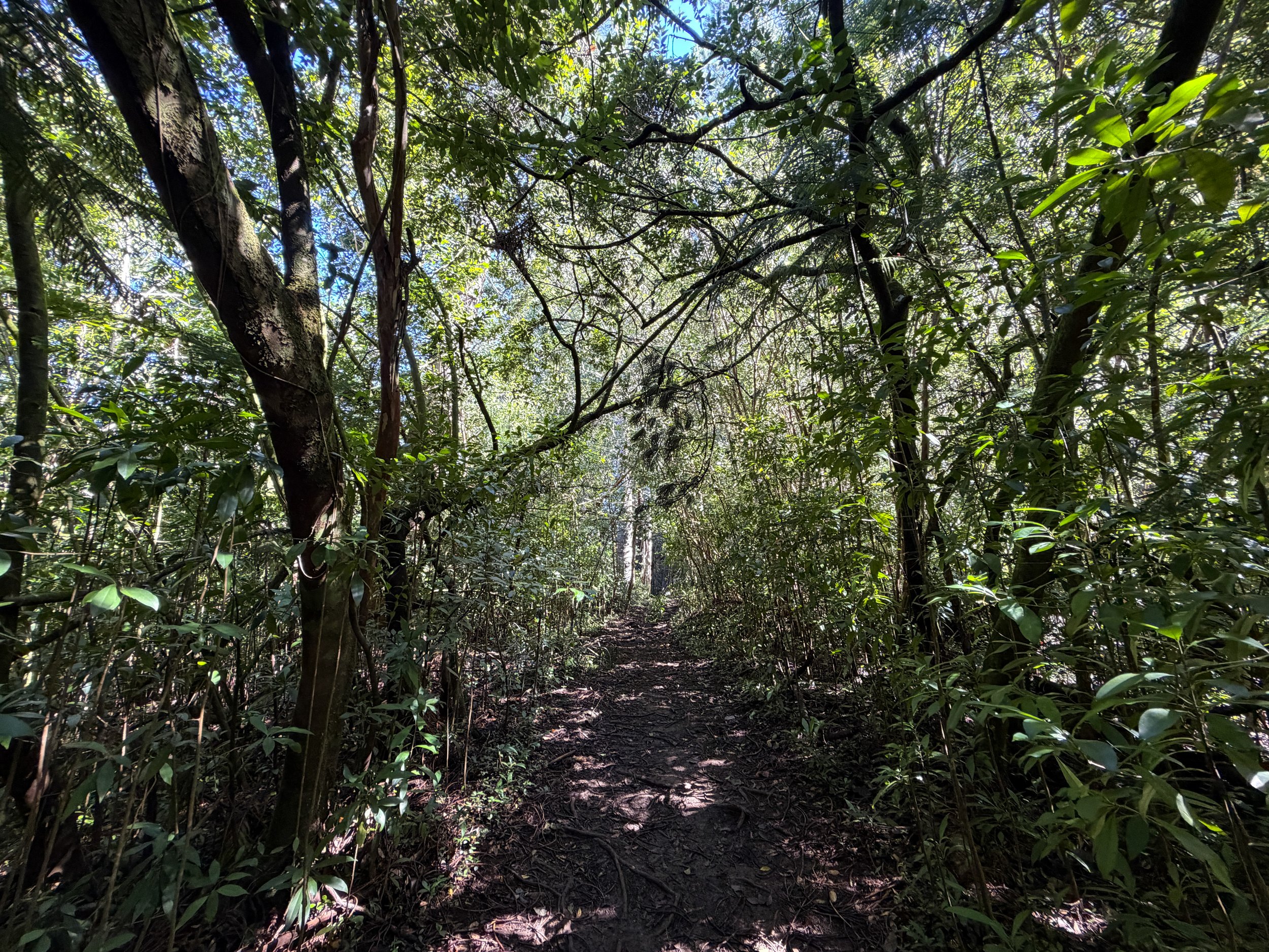 Judd Loop Trail Oahu Hawaii