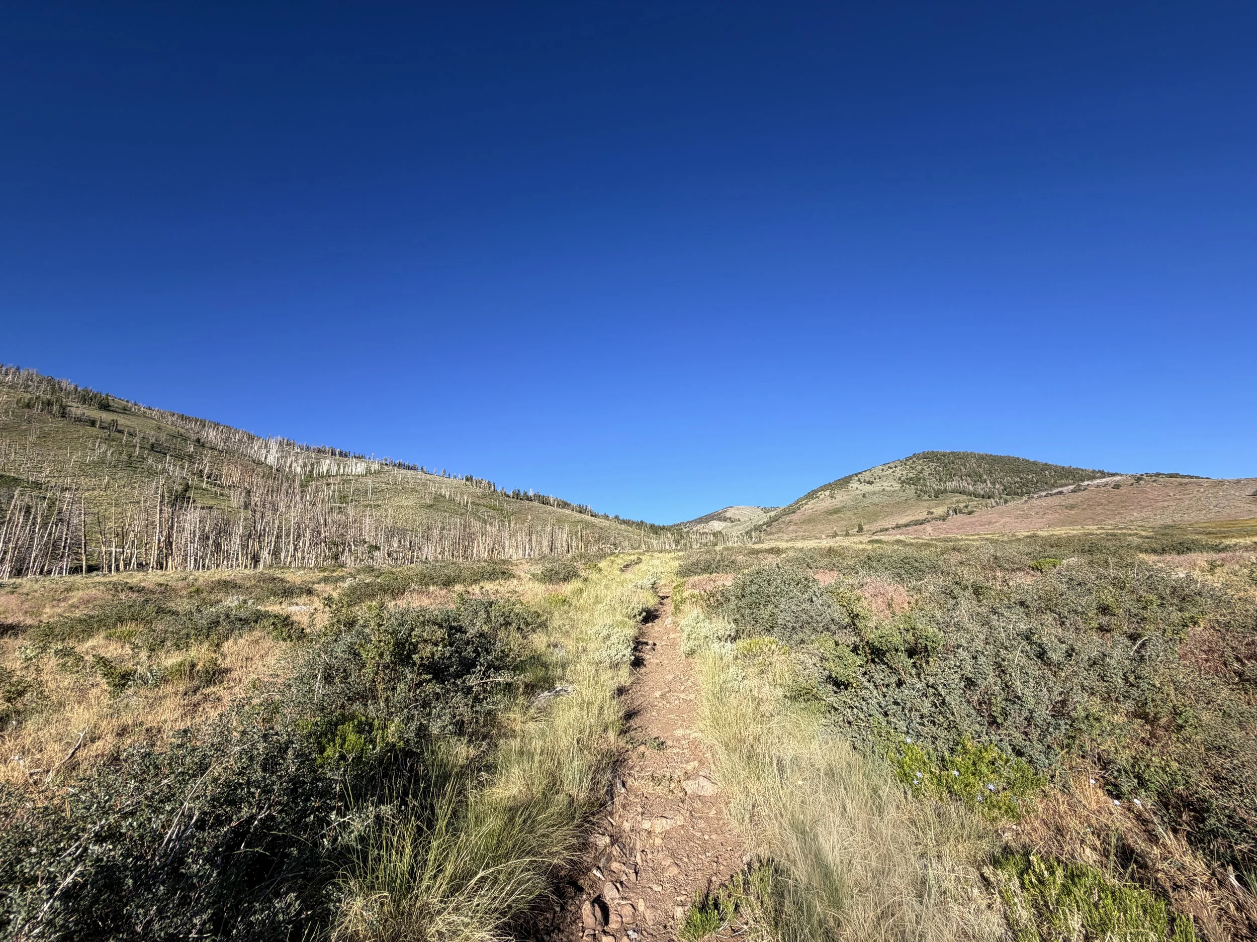 Upper Strawberry Trail Great Basin National Park Nevada