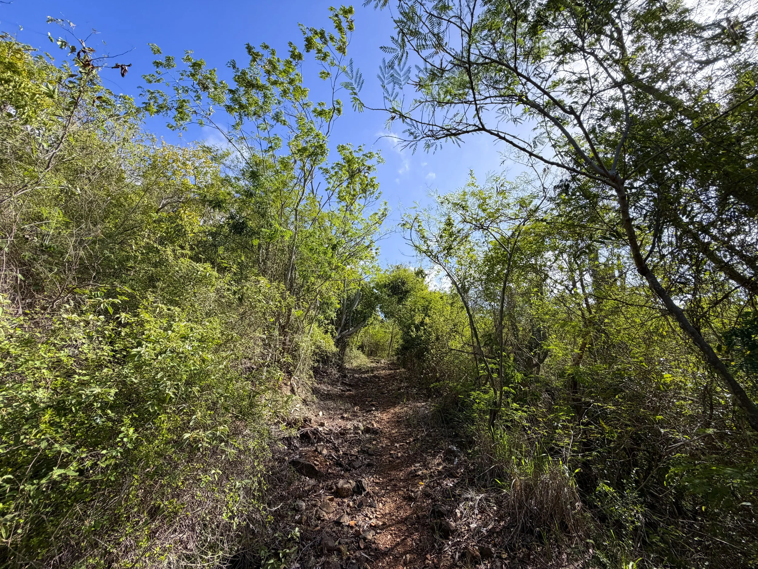 Bordeaux Mountain Trail Virgin Islands National Park