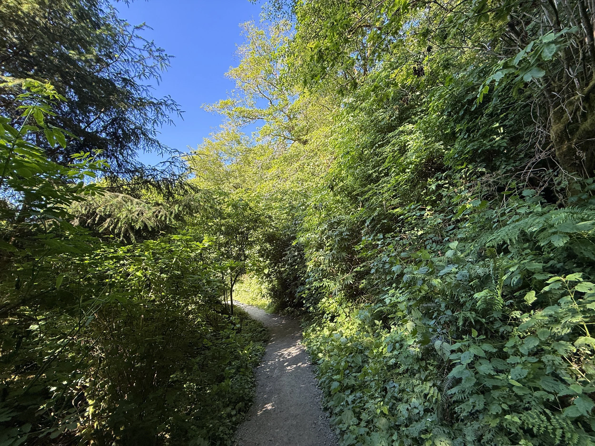 Fern Canyon Trail Prairie Creek Redwoods State Park California