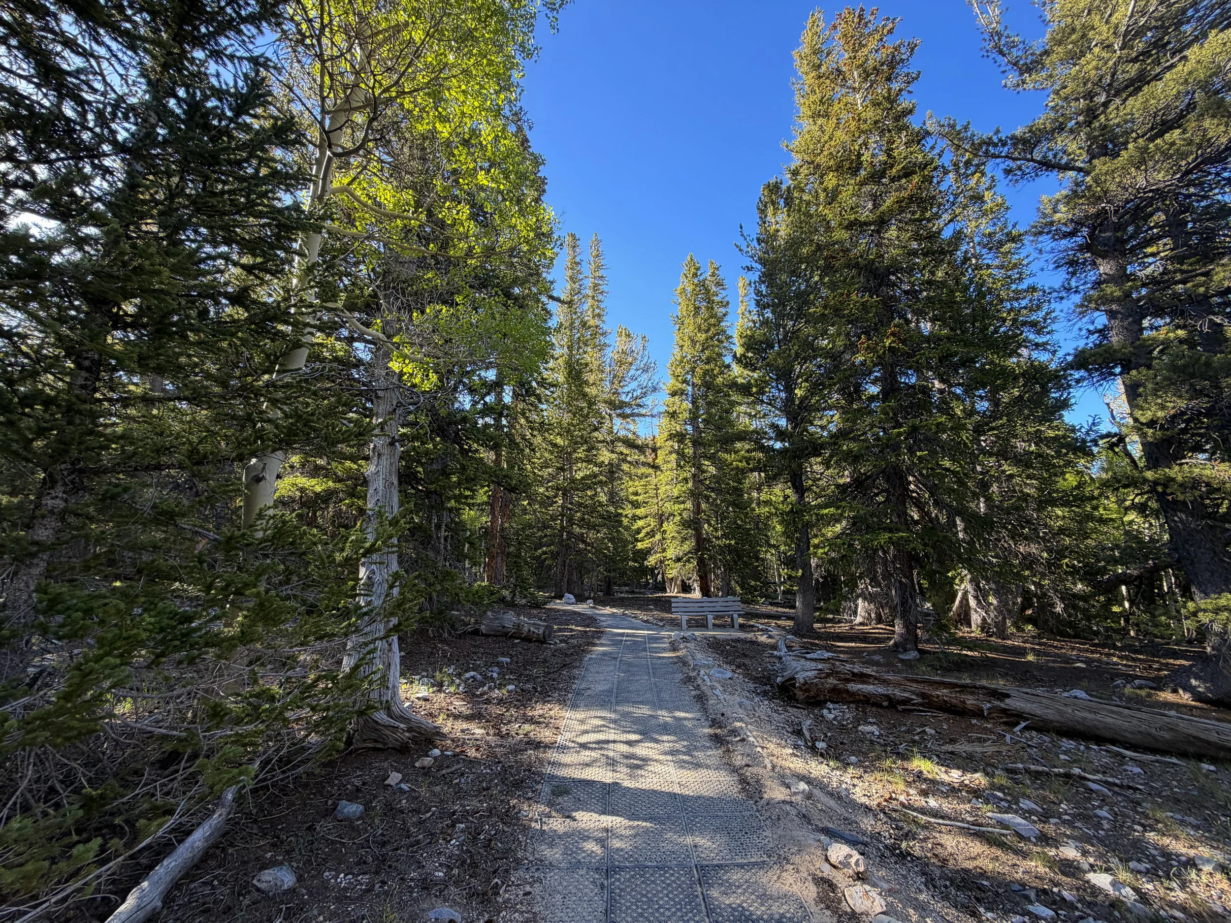Island Forest Loop Trail Great Basin National Park Nevada