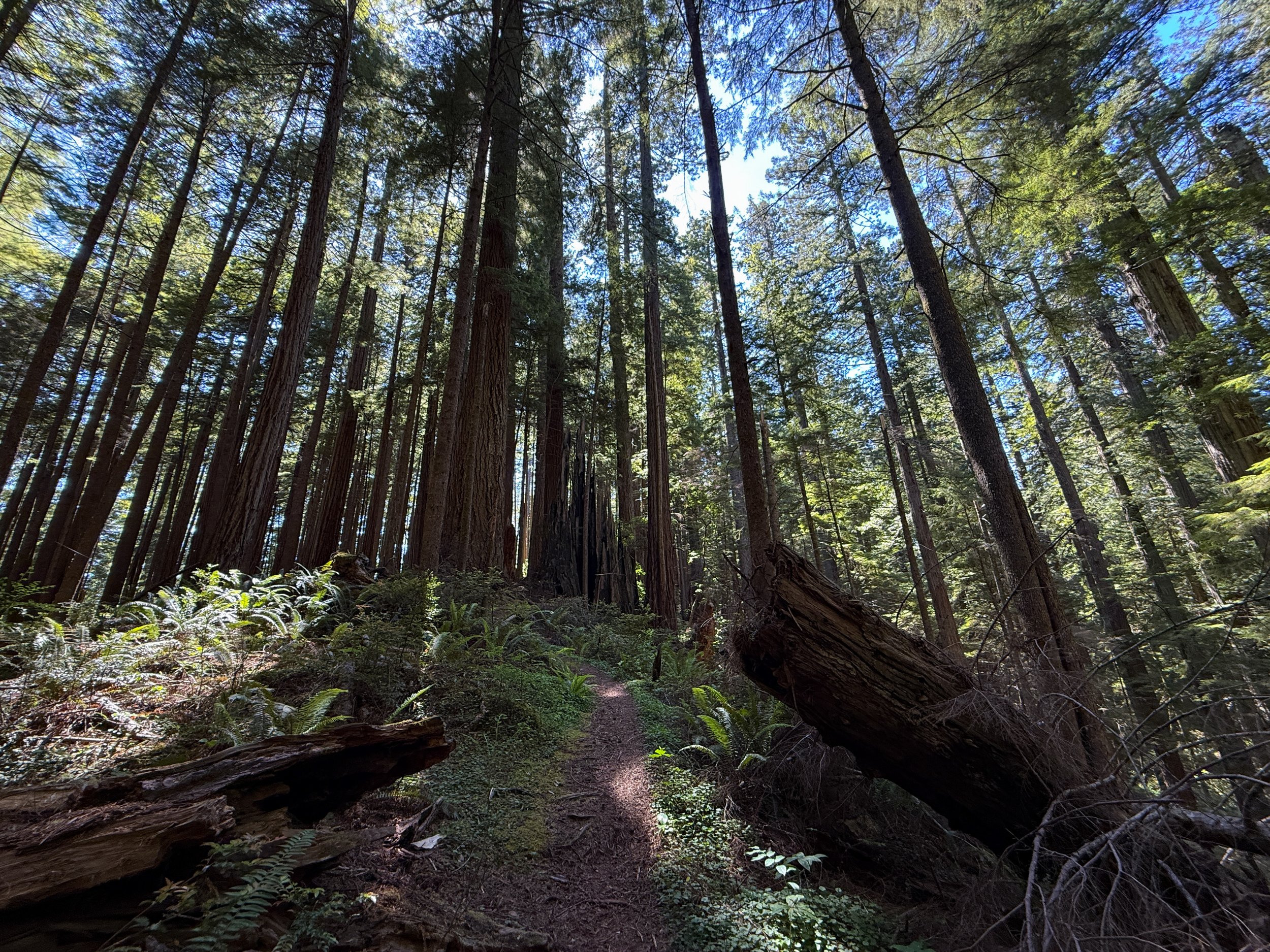 Hope Creek Loop Trail Prairie Creek Redwoods State Park California