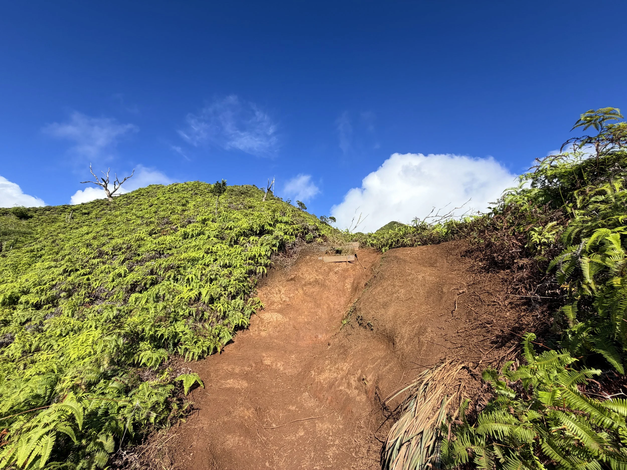 Wiliwilinui Ridge Trail Stairs Oahu Hawaii