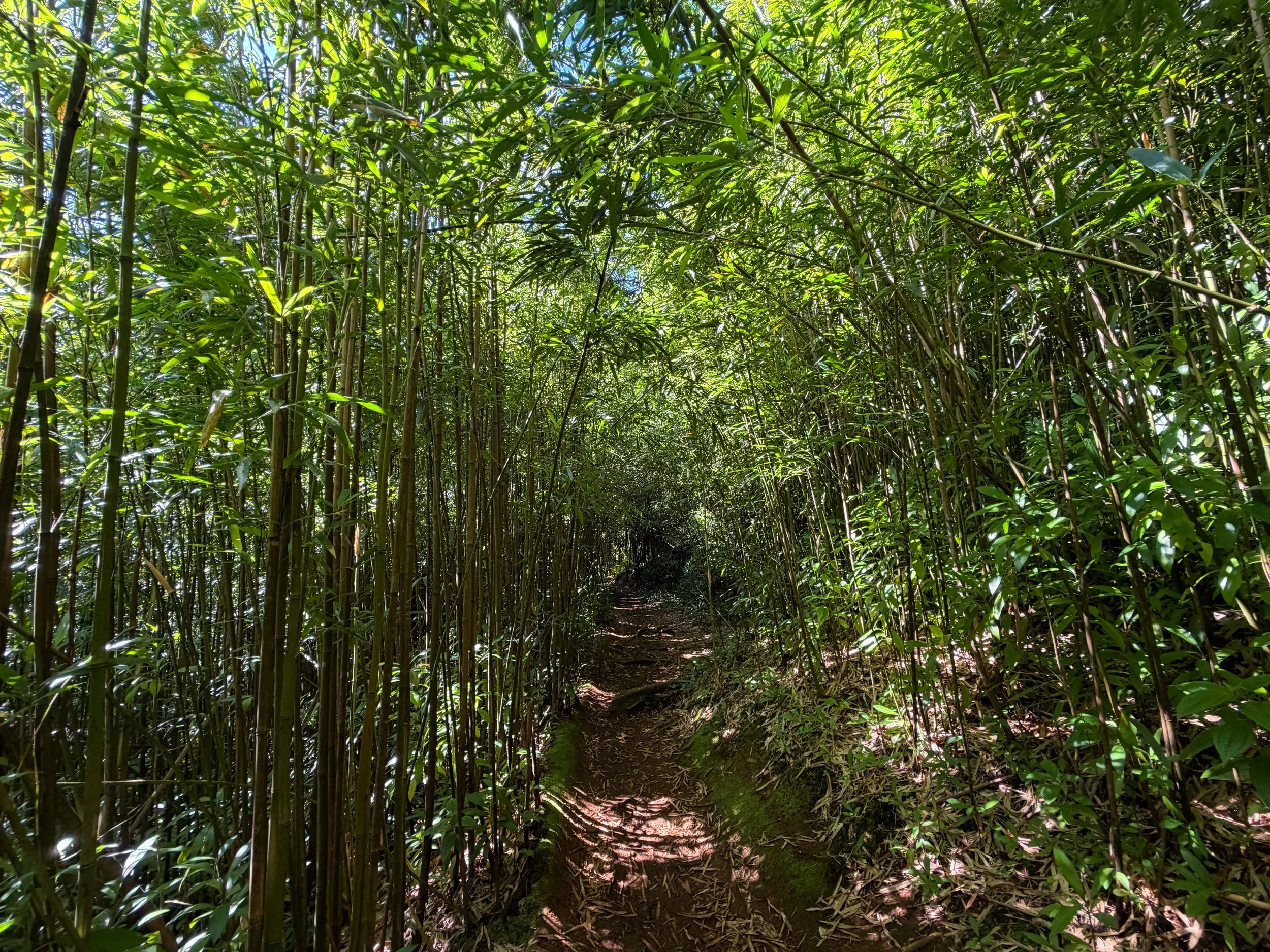 Aihualama Trail to Pauoa Flats Trail Oahu Hawaii