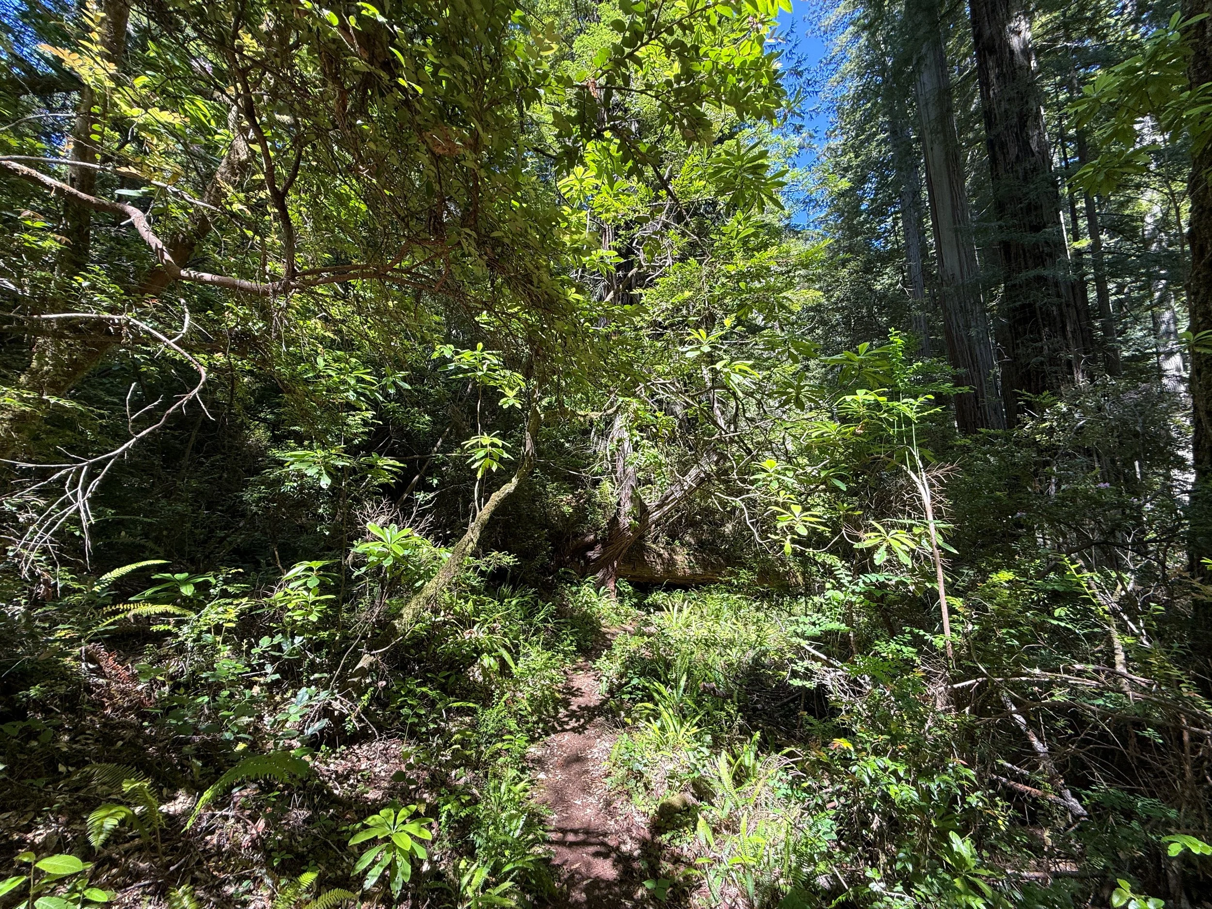 Hope Creek-Ten Taypo Loop Trail Prairie Creek Redwoods State Park California