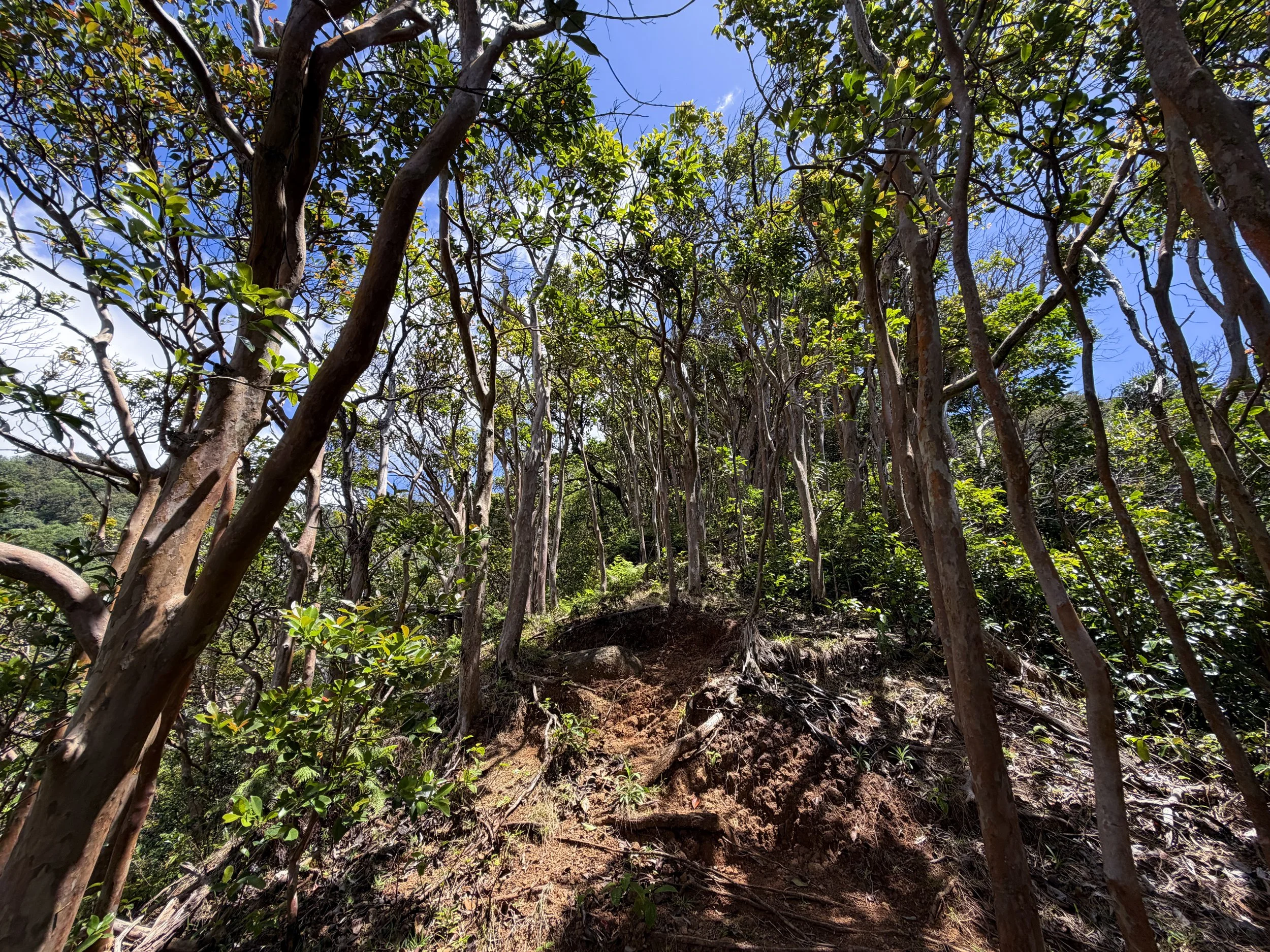 Moanalua Valley to Tripler Ridge Trail Oahu Hawaii