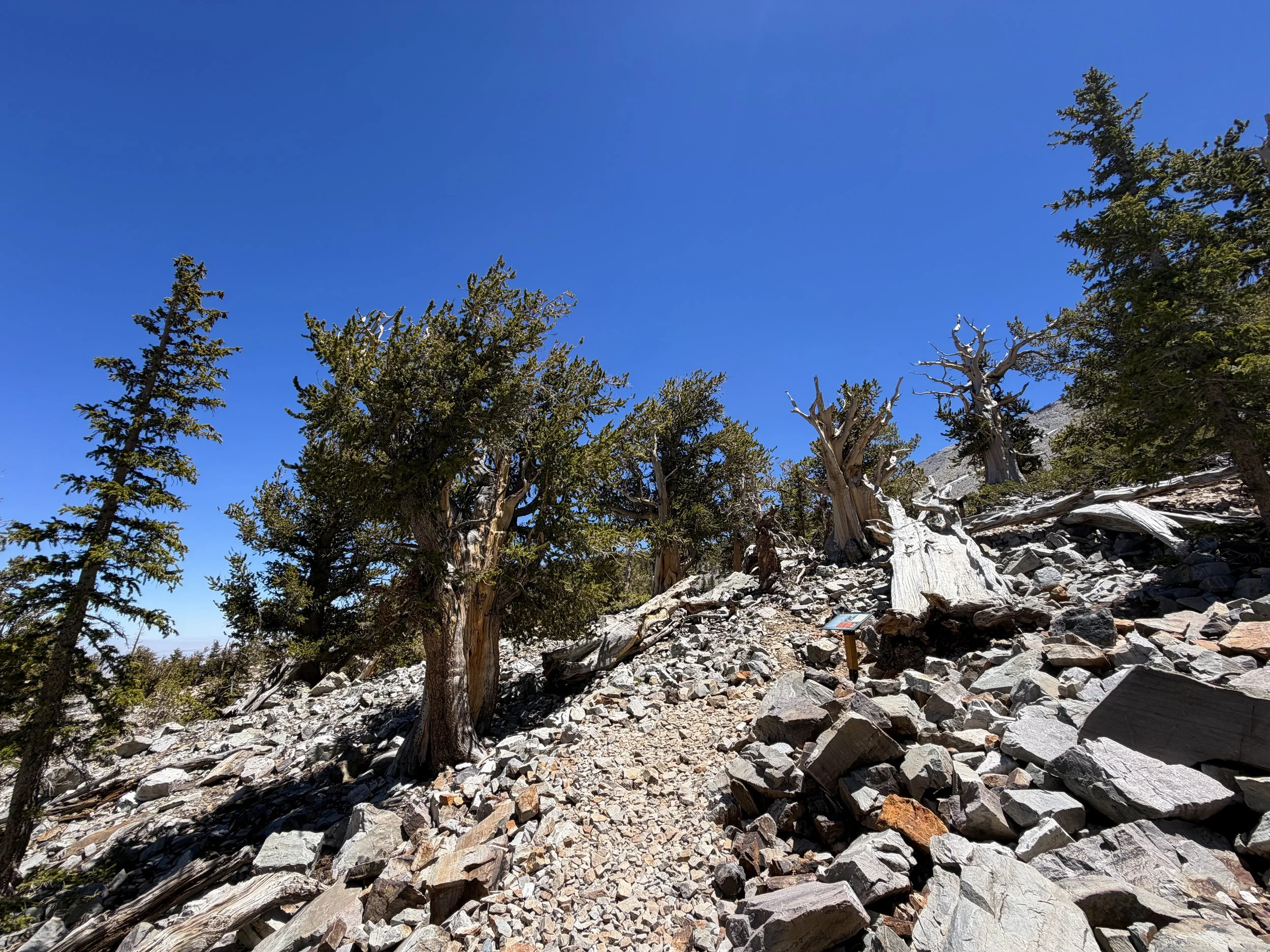 Bristlecone Loop Trail Great Basin National Park Nevada