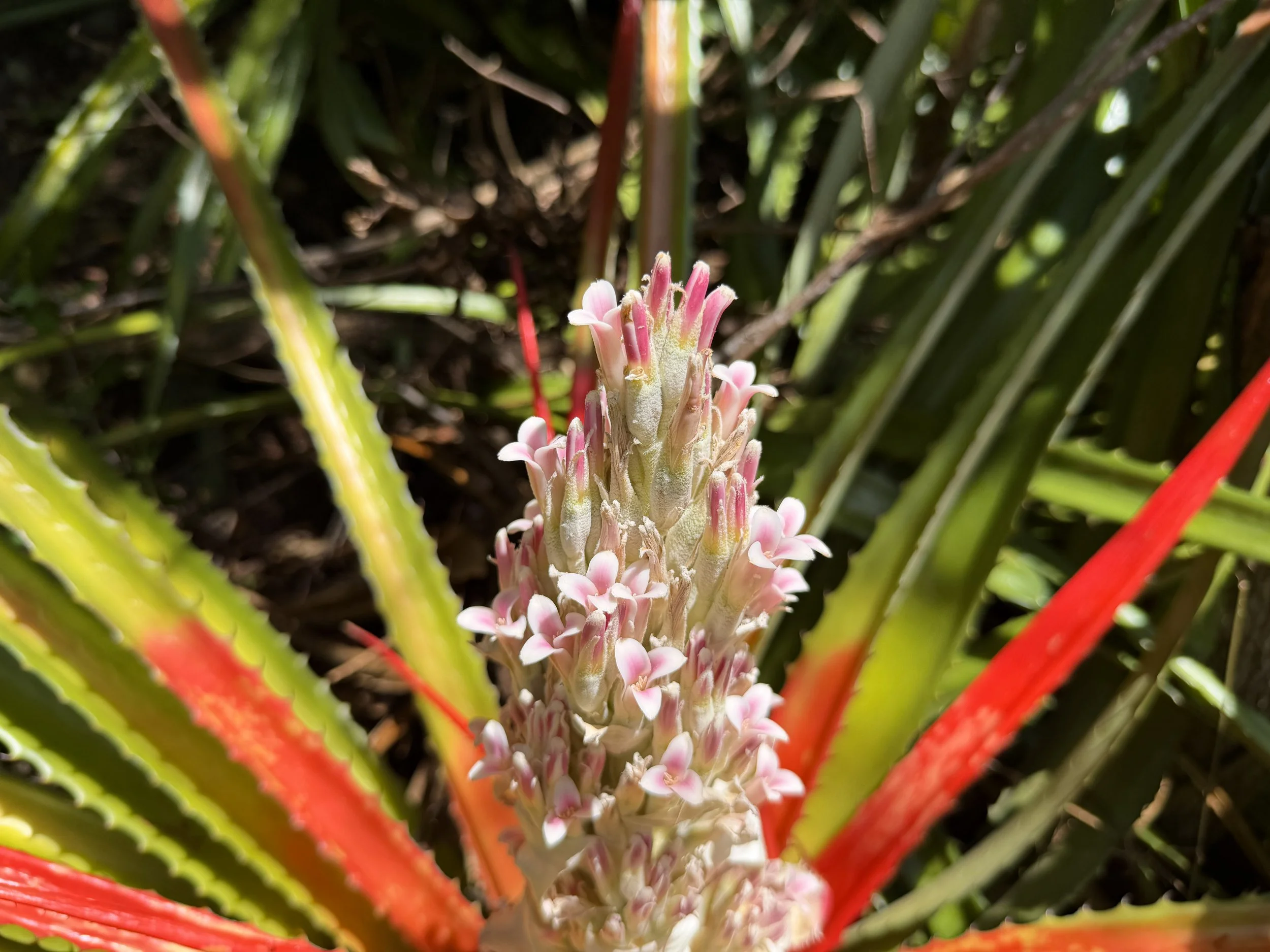 Wild Pineapple Flowers Bromelia pinguin