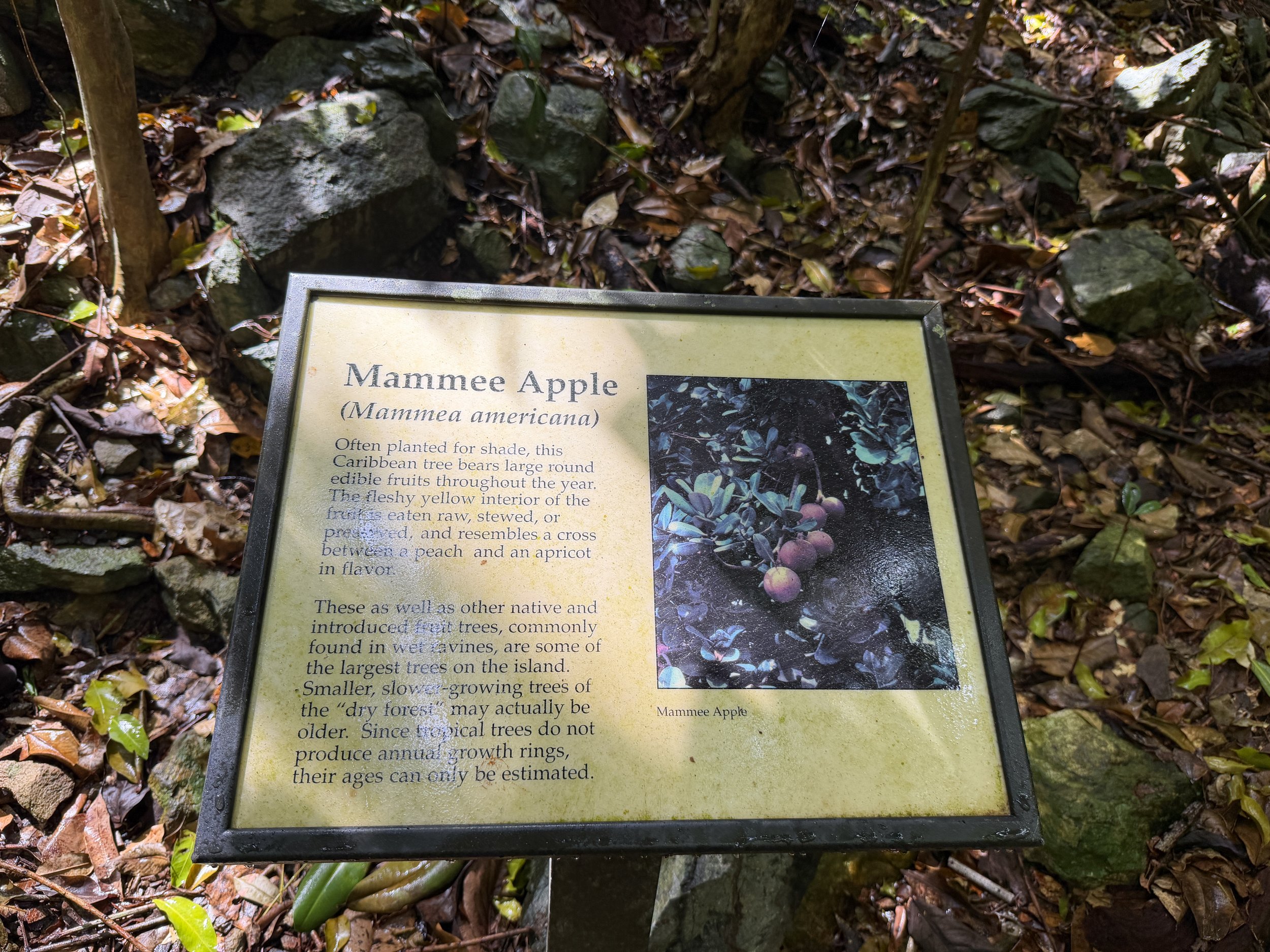 Cinnamon Bay Loop Trail Virgin Islands National Park