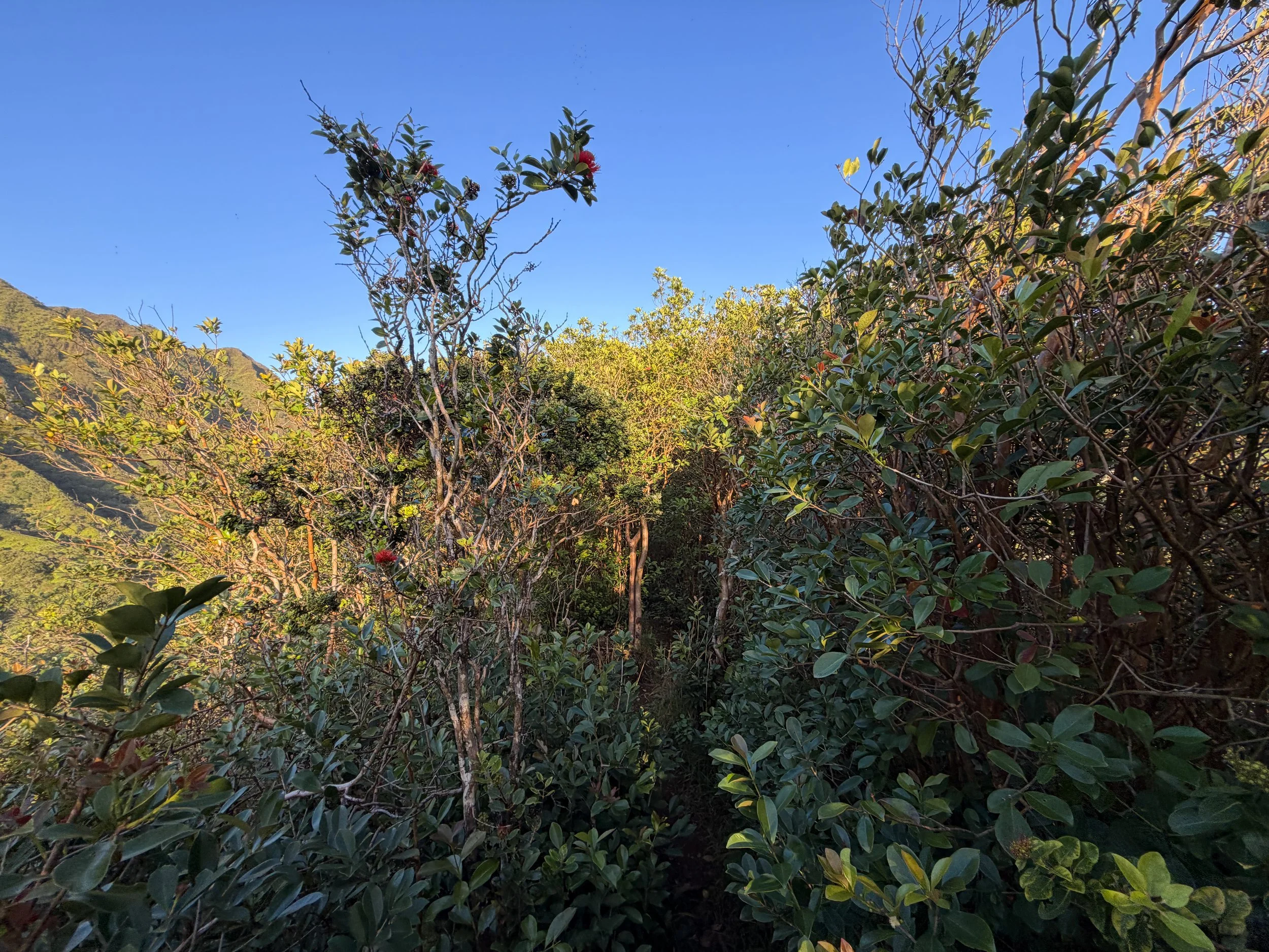 Moanalua Middle Ridge Trail Oahu Hawaii