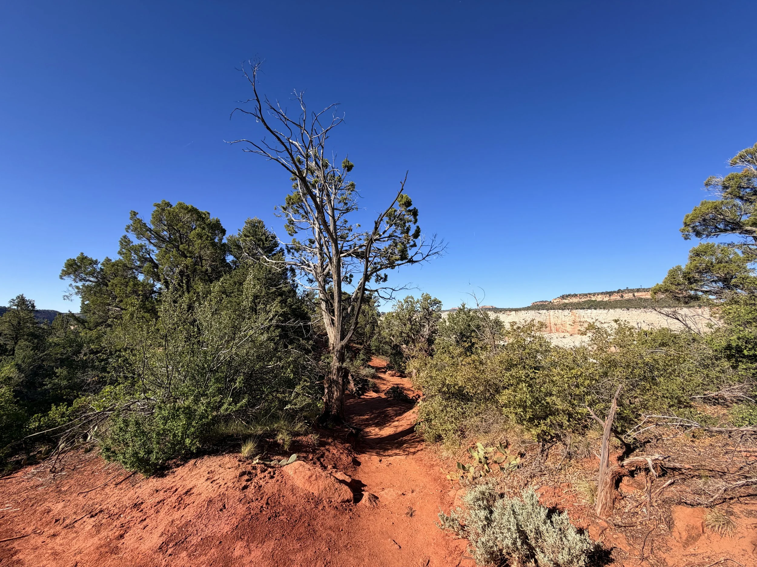 Observation Point Trail Zion National Park Utah