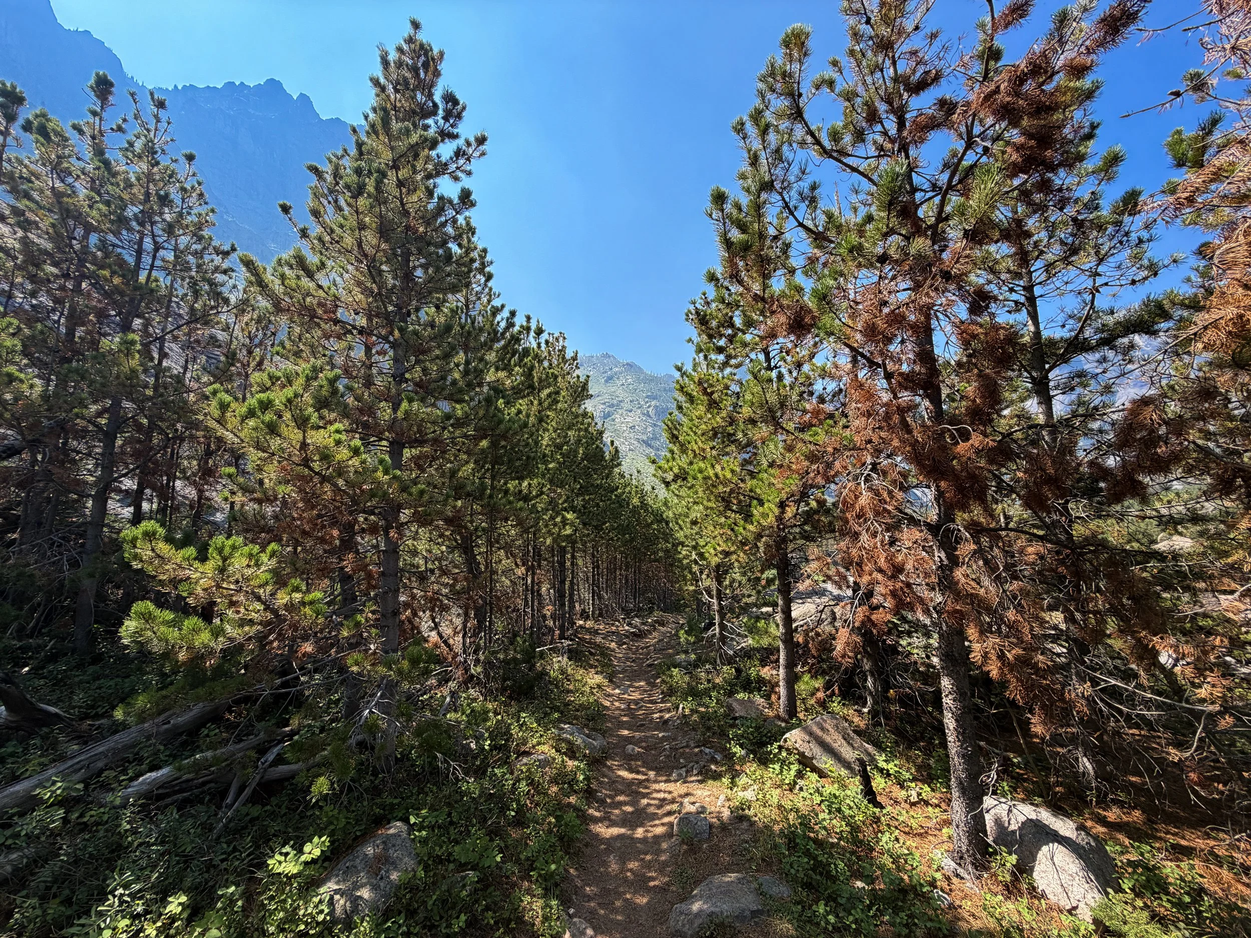 Beaten Path Hike Beartooth Mountains Montana
