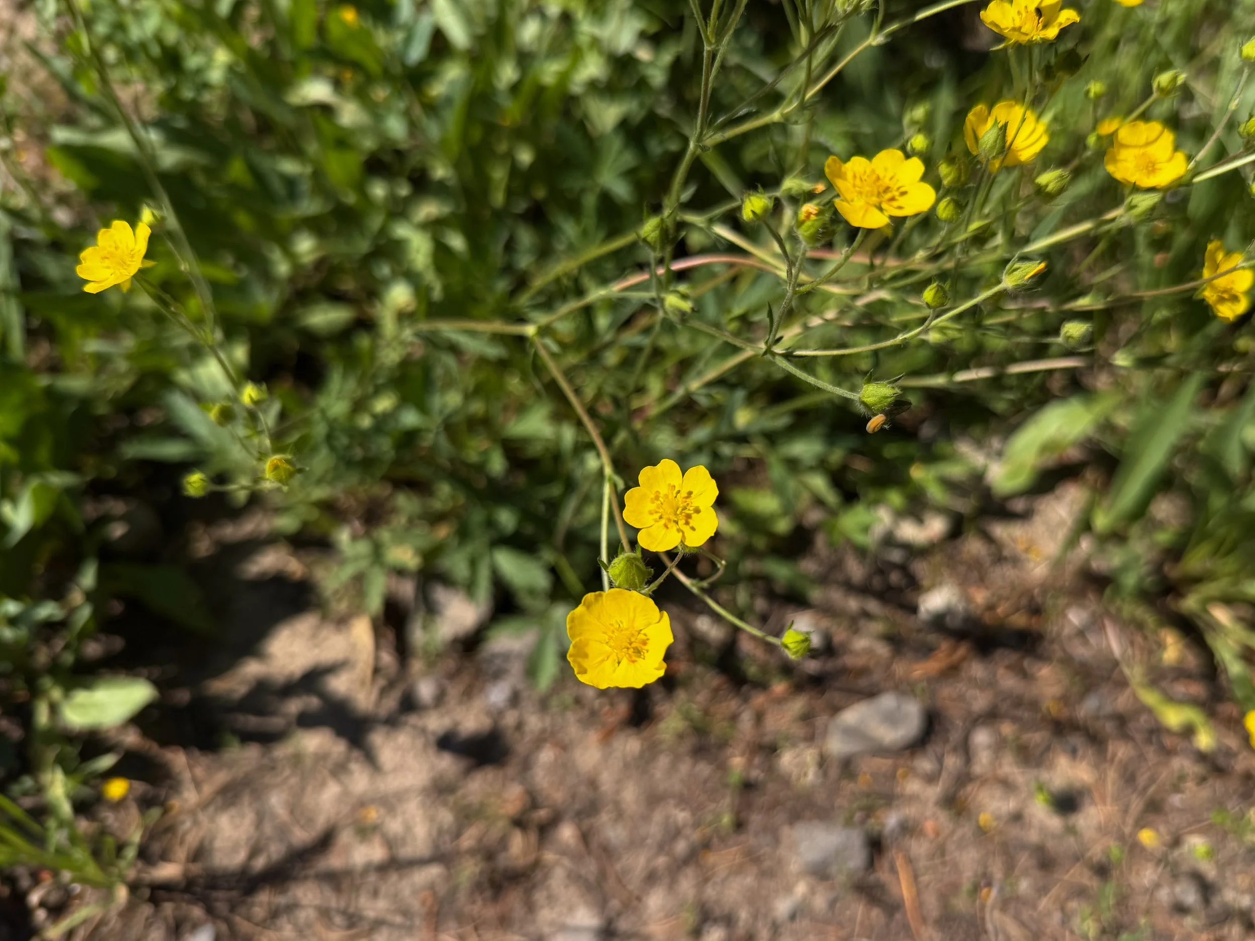 Slender Cinquefoil Potentilla gracilis