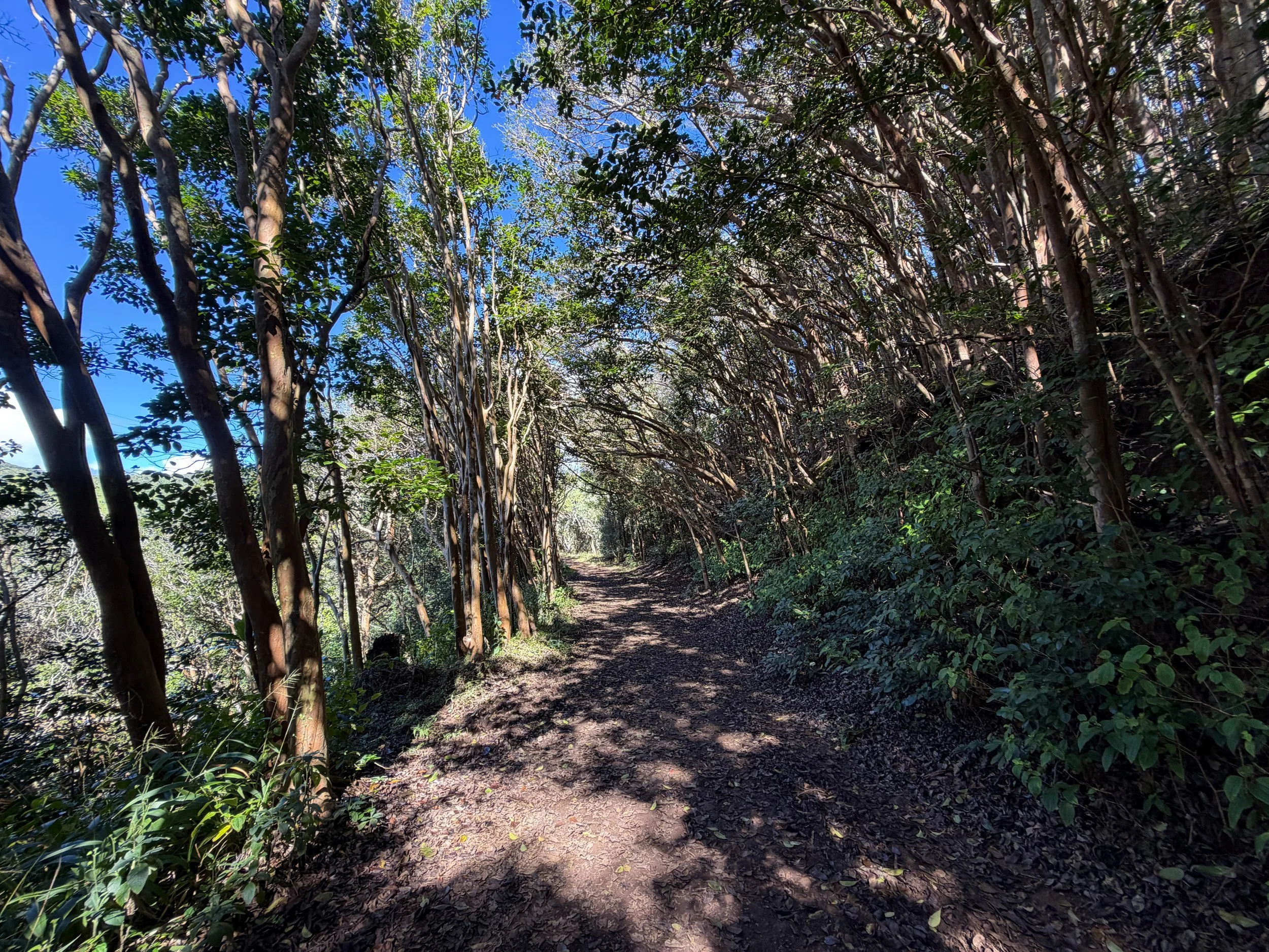 Wiliwilinui Ridge Trail Oahu Hawaii