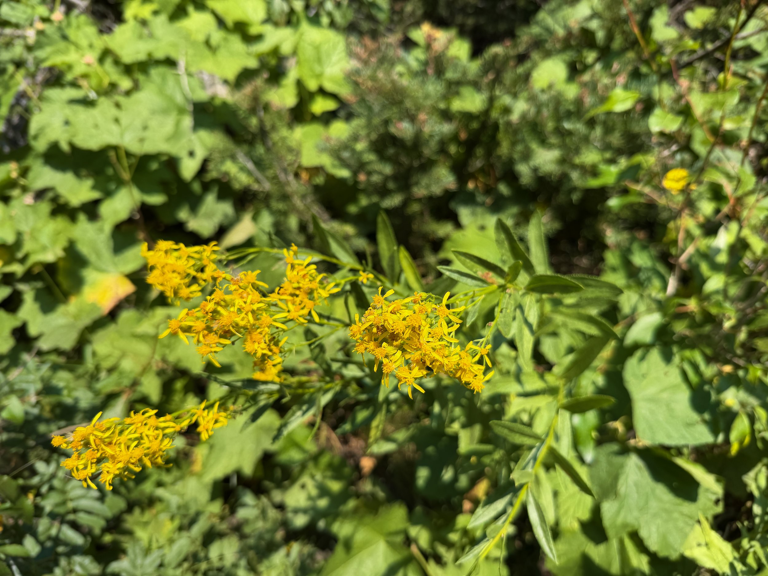 Tall Ragwort Senecio serra