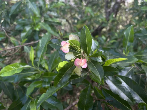 Native Hawaiian Plants: My Plant ID Guide — noahawaii