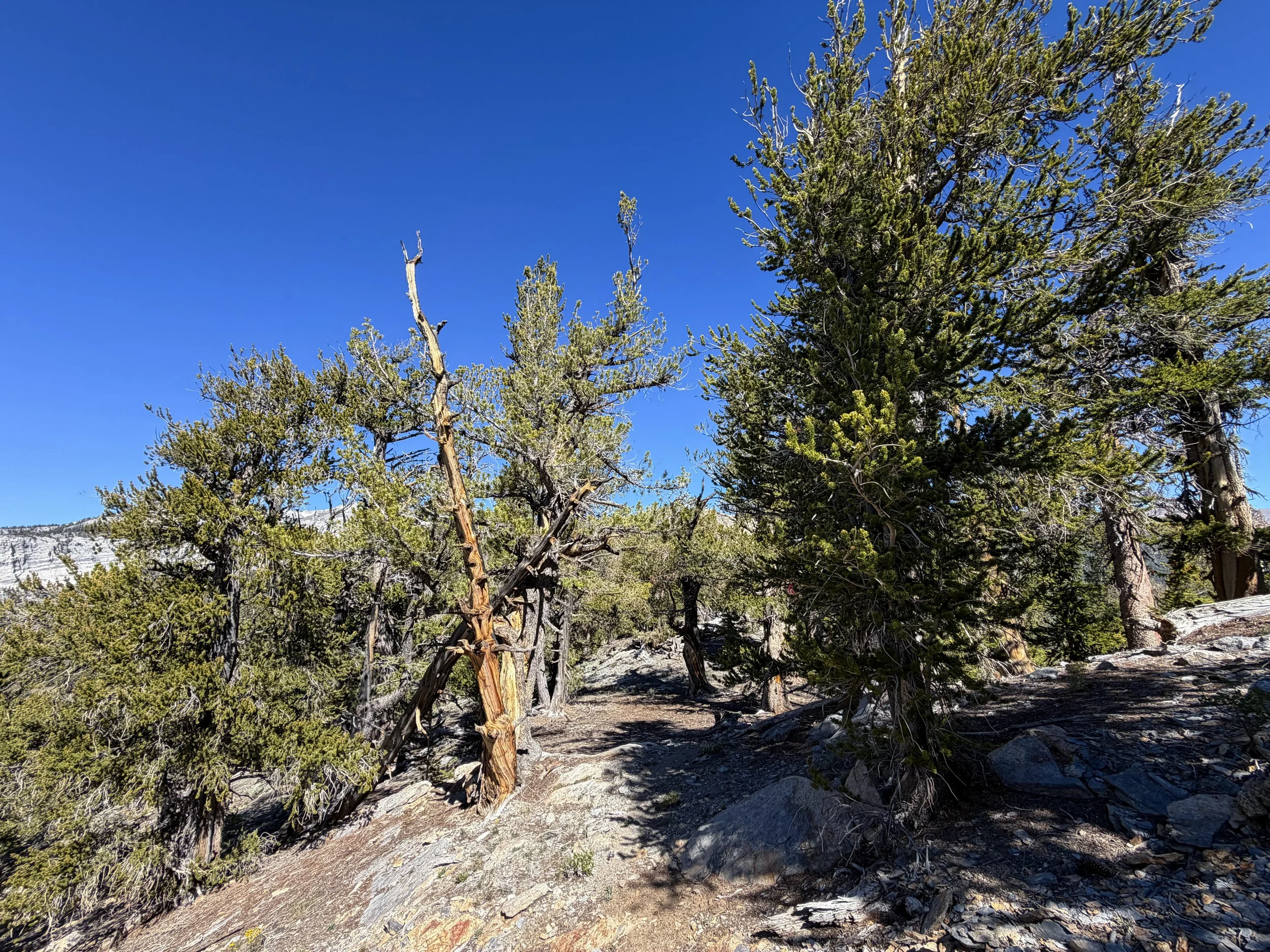 Snake Divide Hike Great Basin National Park Nevada
