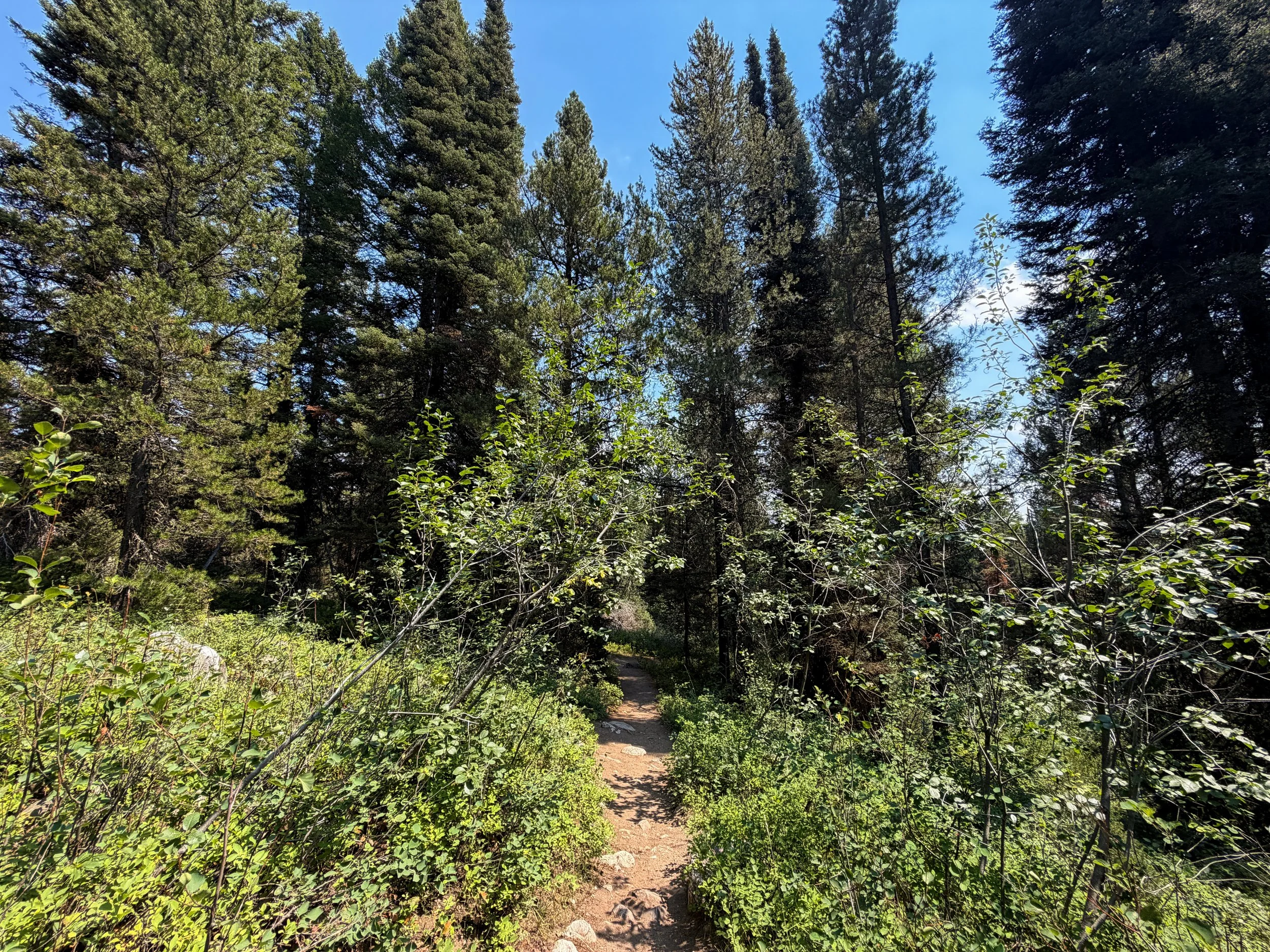 Phelps Lake Loop Trail Grand Teton National Park Wyoming