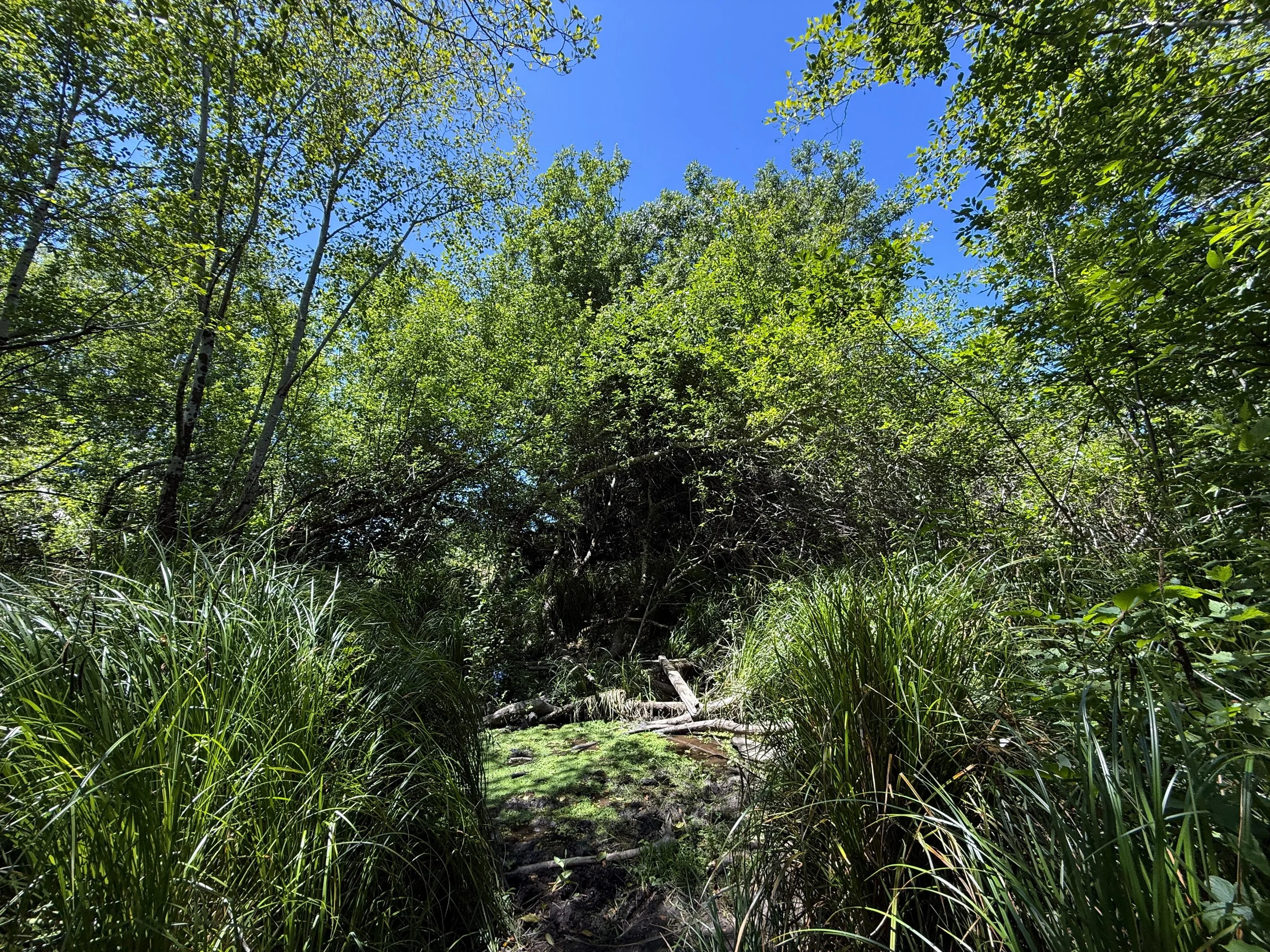 Ossagon Trail Prairie Creek Redwoods State Park California